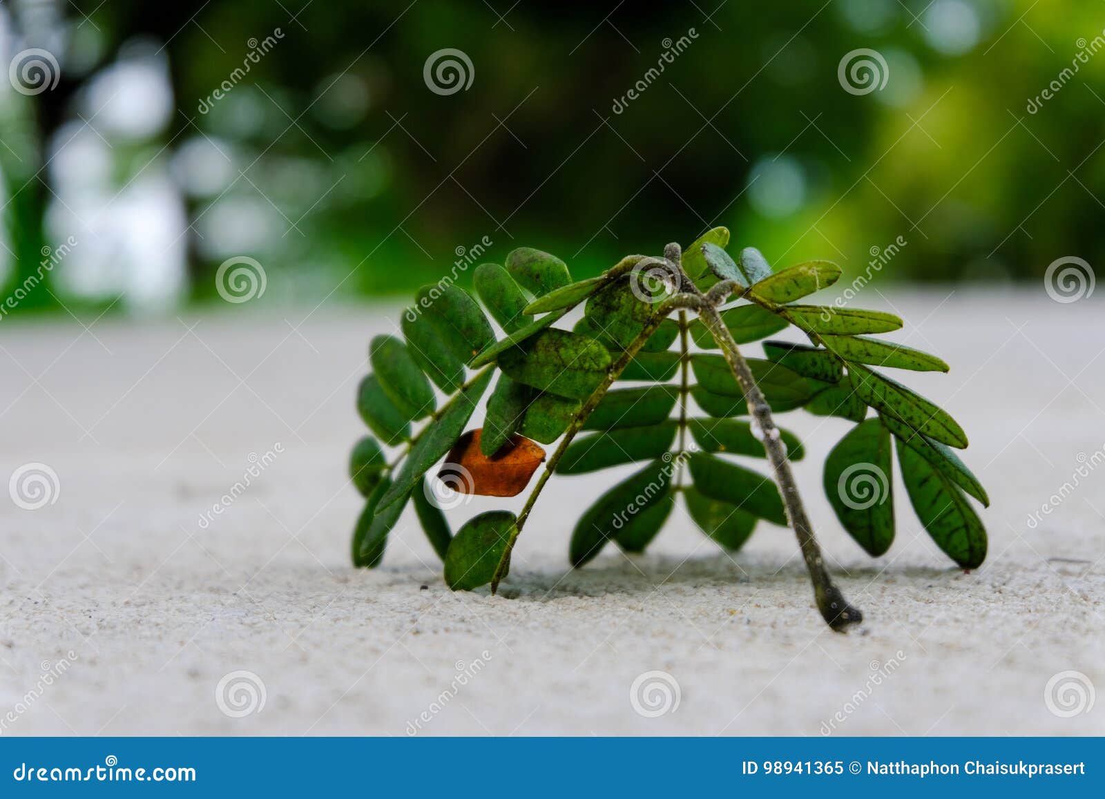 Dead Tamarind Tree Isolated Photos Free Royalty Free Stock Photos From Dreamstime