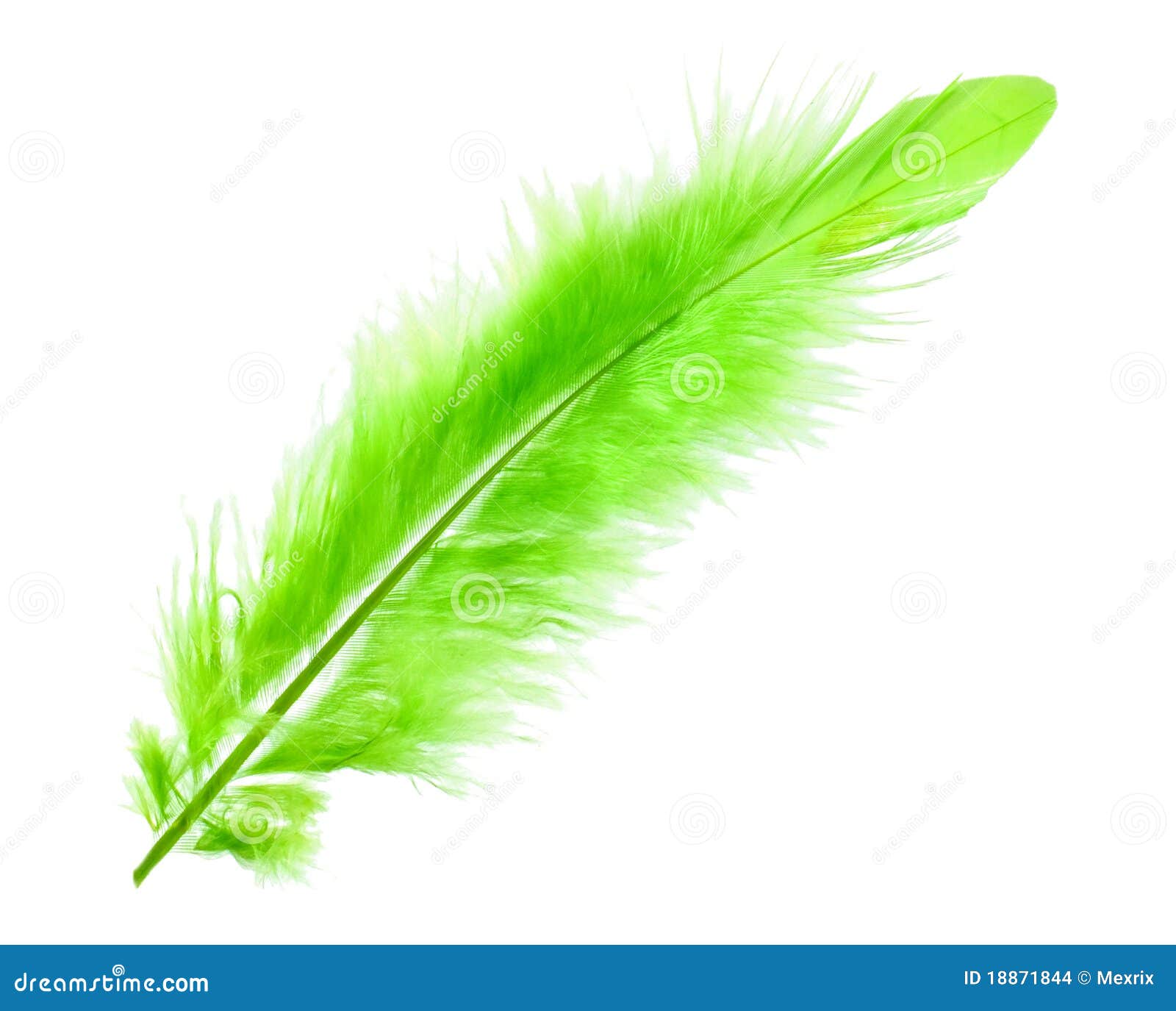 Green feathers Stock Photos, Royalty Free Green feathers Images