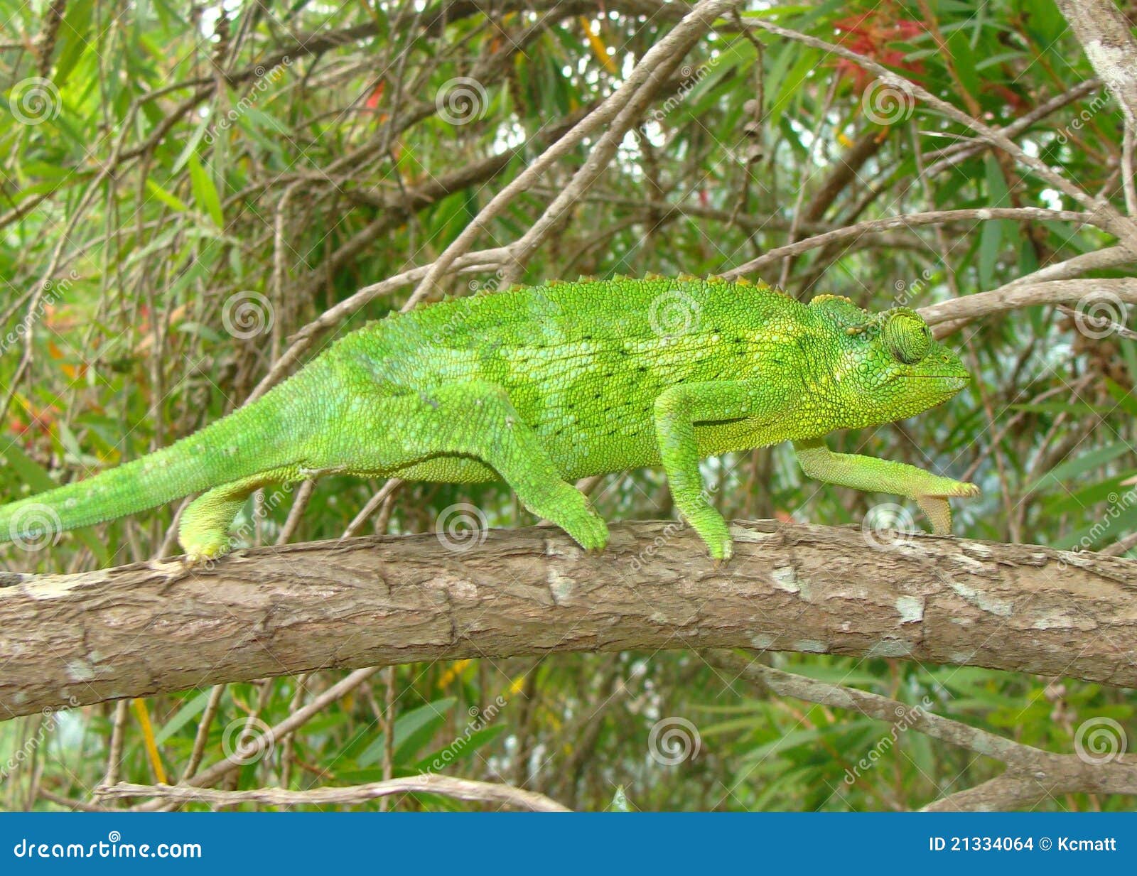 Green Female Jackson S Chameleon Lizard Chama Stock Photo Image Of Arboreal Camouflage