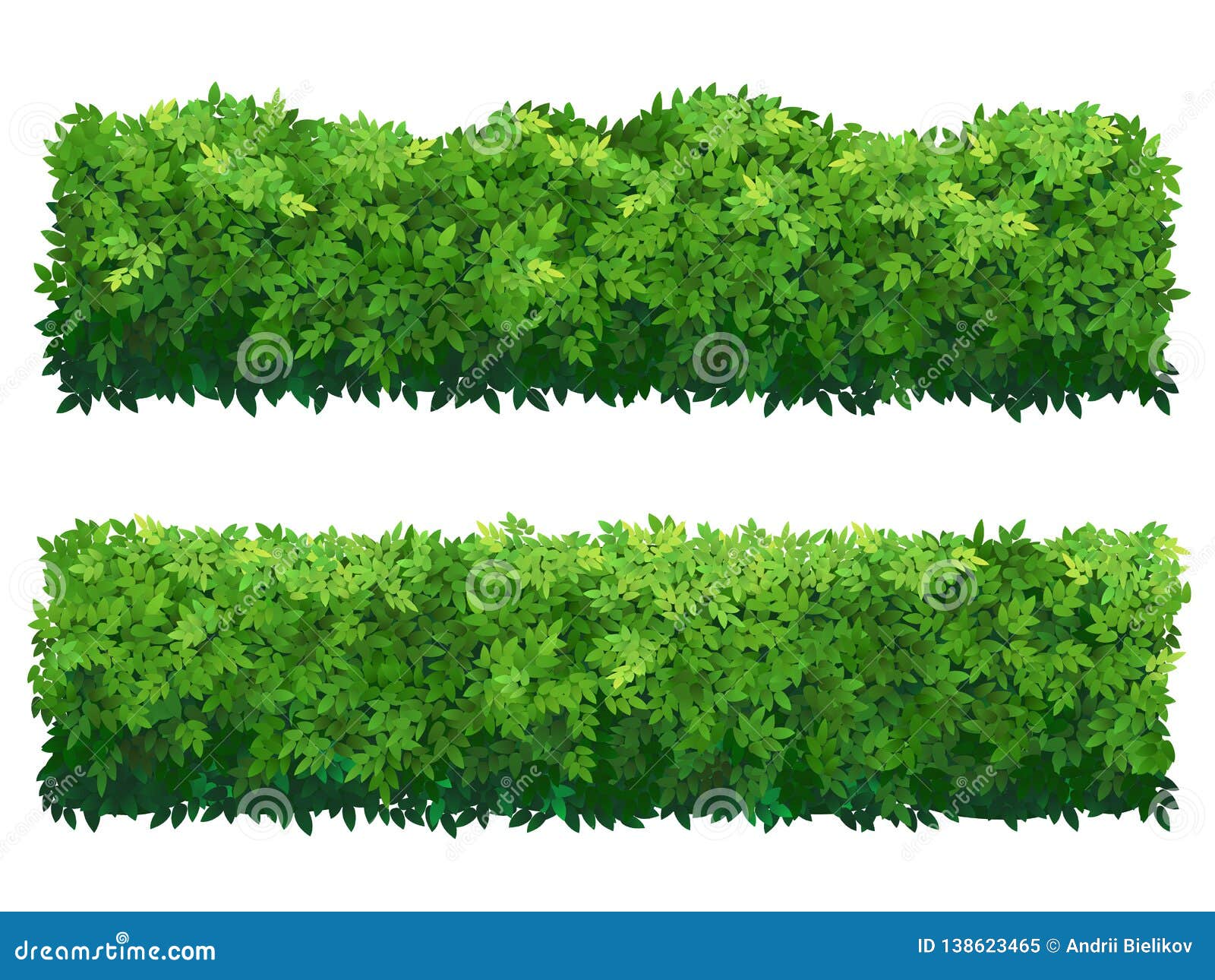 green fence from boxwood shrubs. ornamental plant.