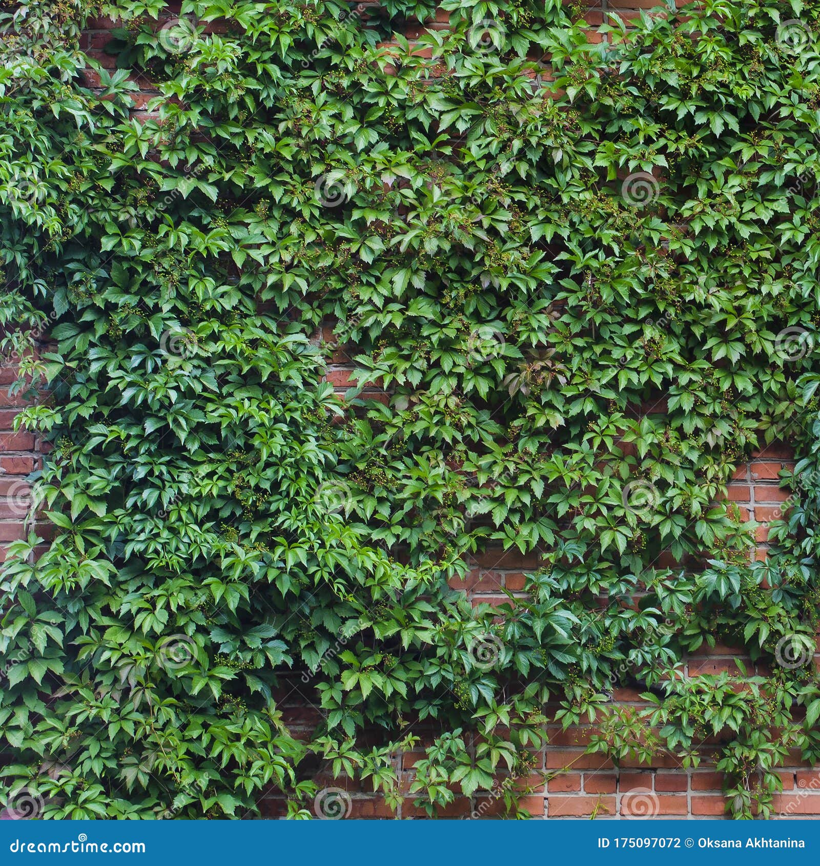 Green Fence of Parthenocissus Henryana. Natural Background of Girlish ...