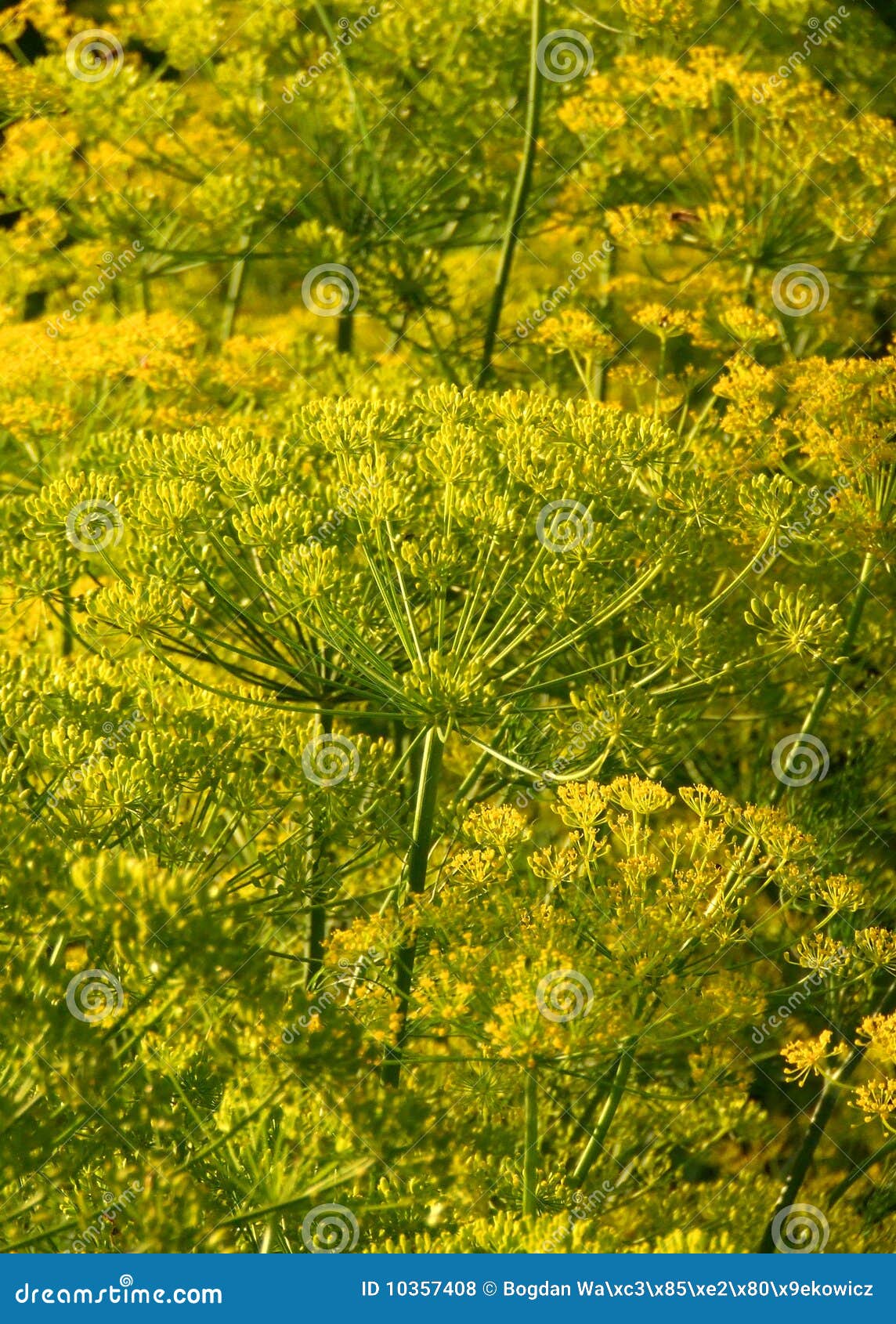Green fennel stock photo. Image of season, macro, seed 10357408
