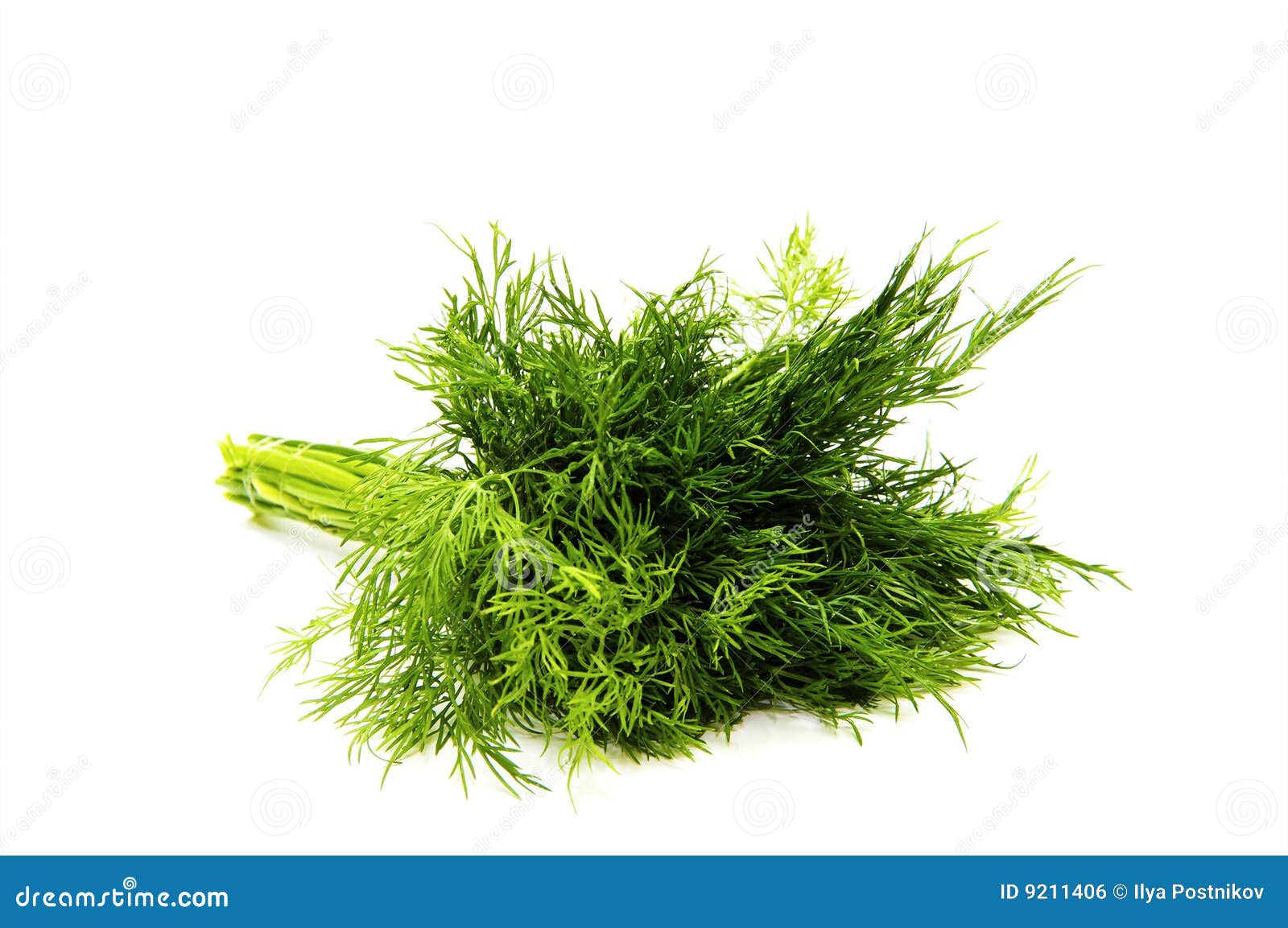 Green fennel stock photo. Image of ingredient, branch 9211406