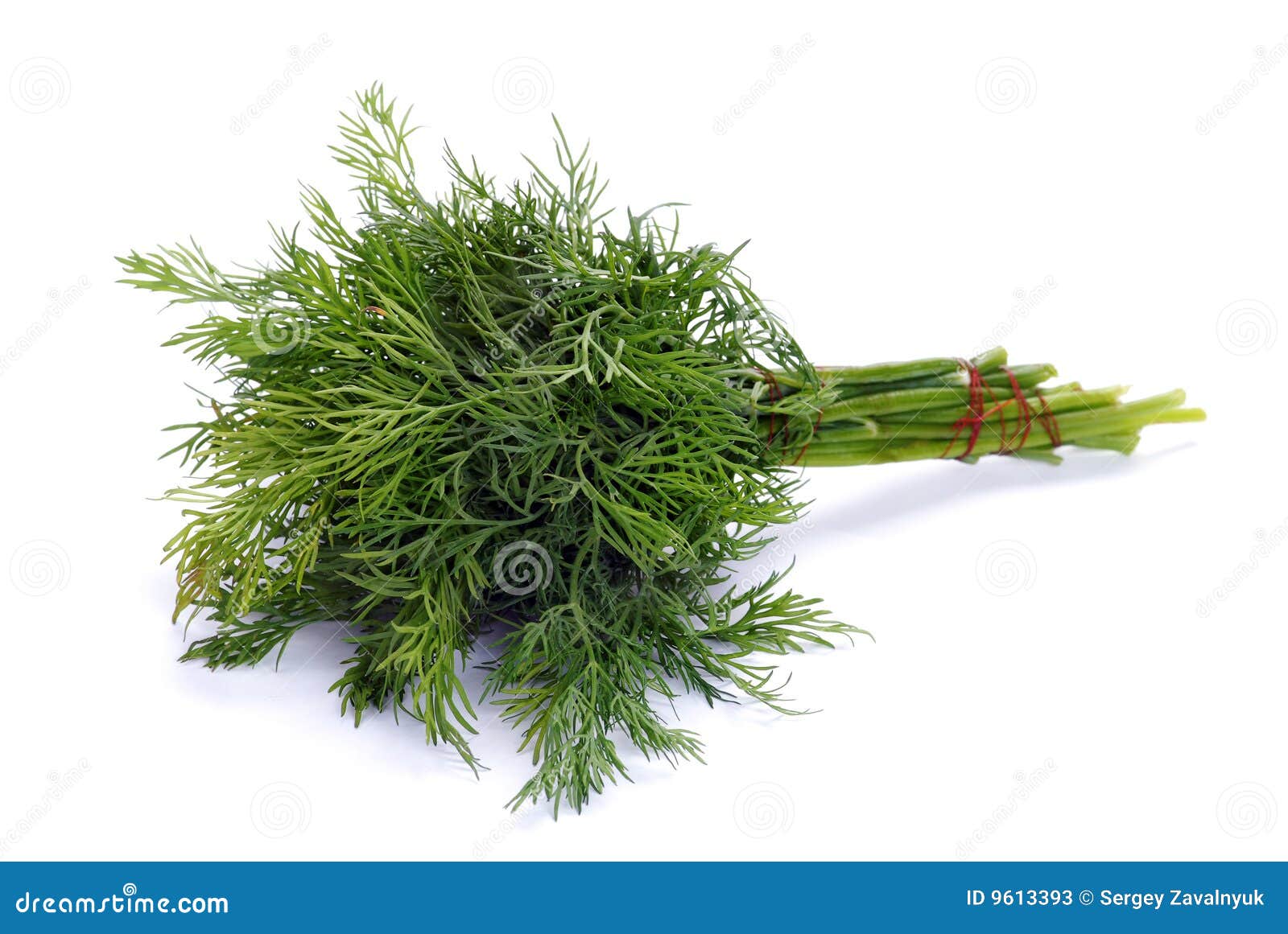 Green fennel leaf stock image. Image of green, herb, background 9613393