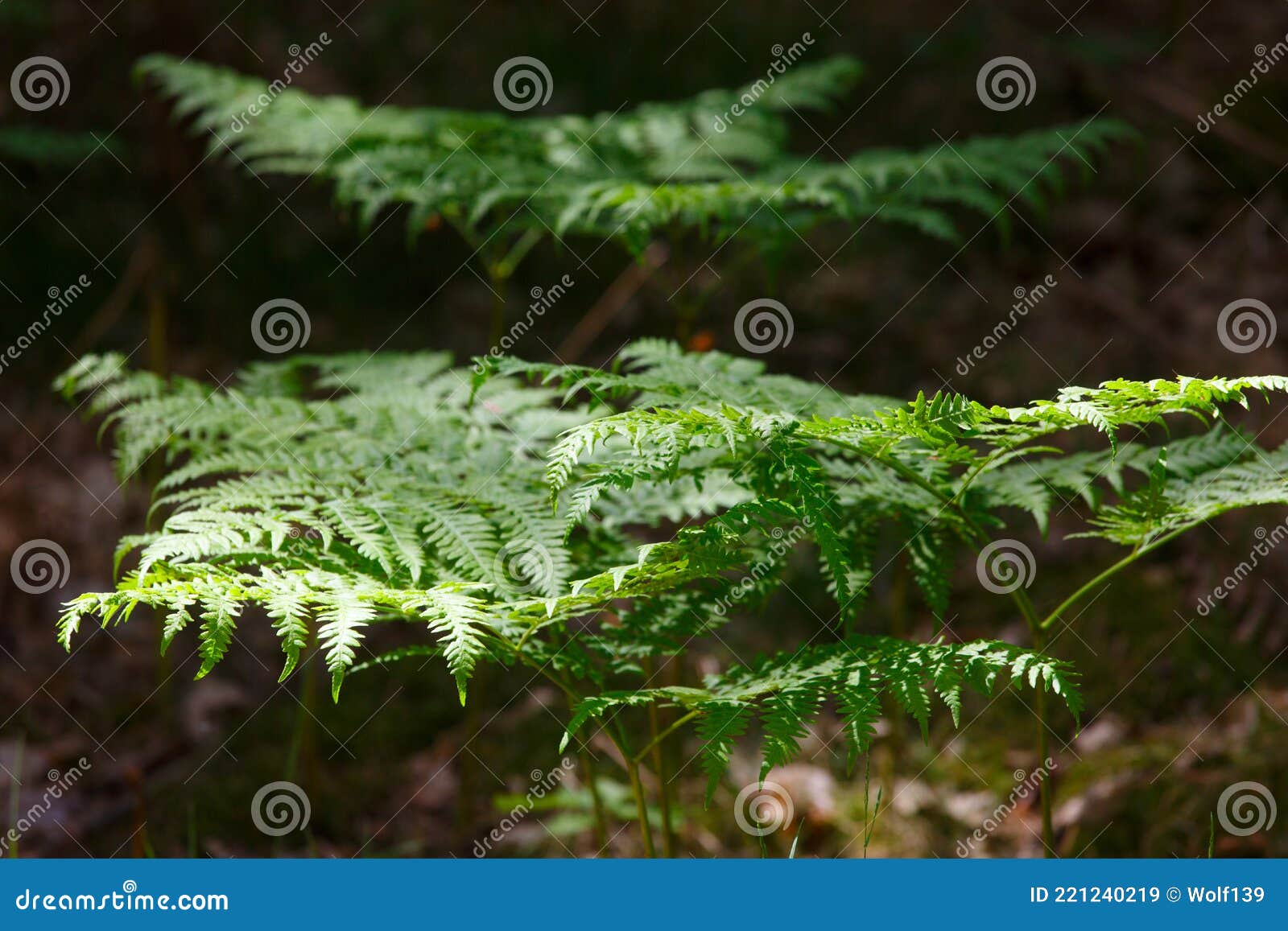 Green Fern in the Forest in Summer Stock Image Image of spring, park