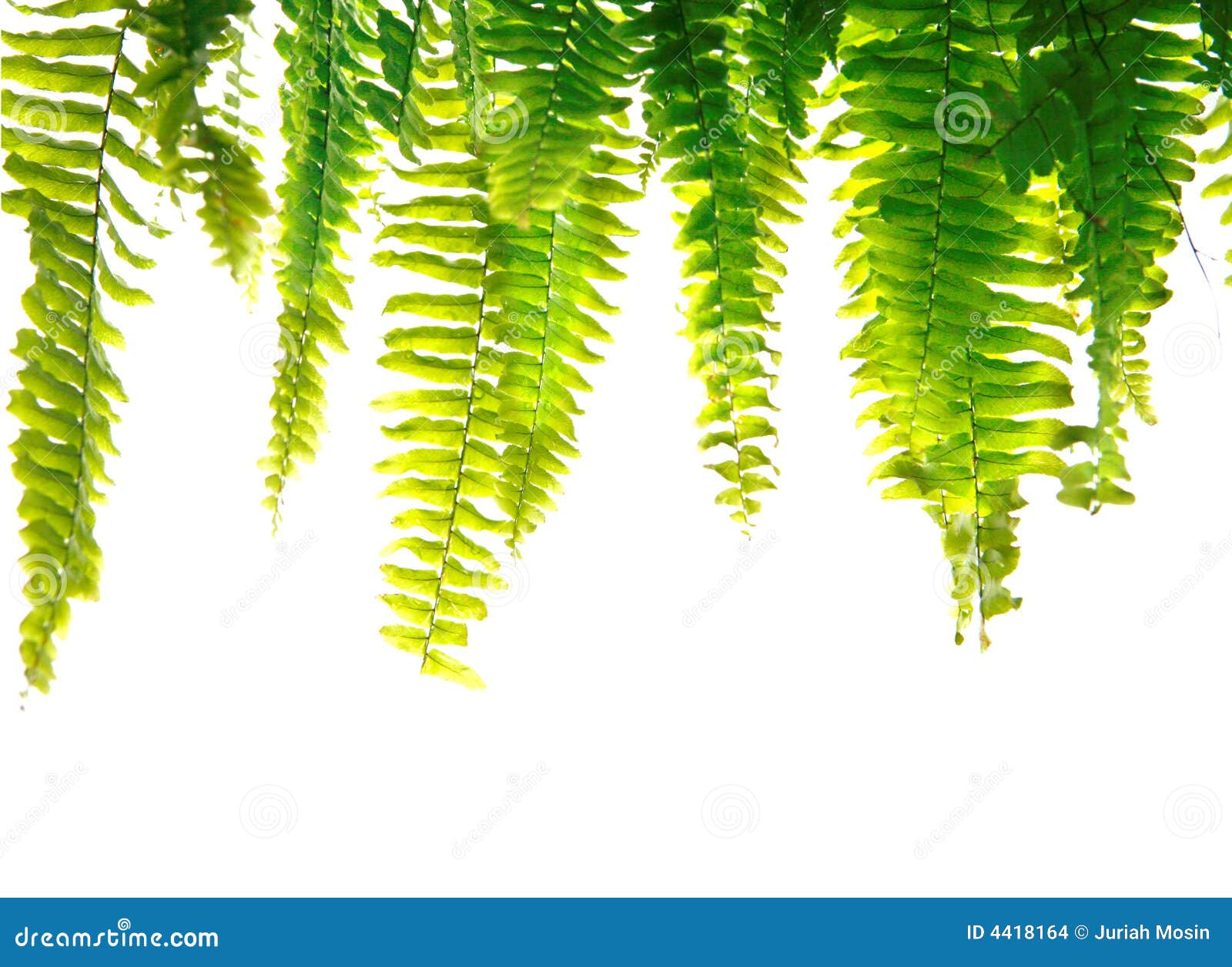 green fern fronds