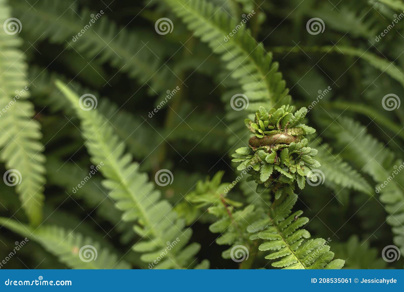 green fern fronds detail