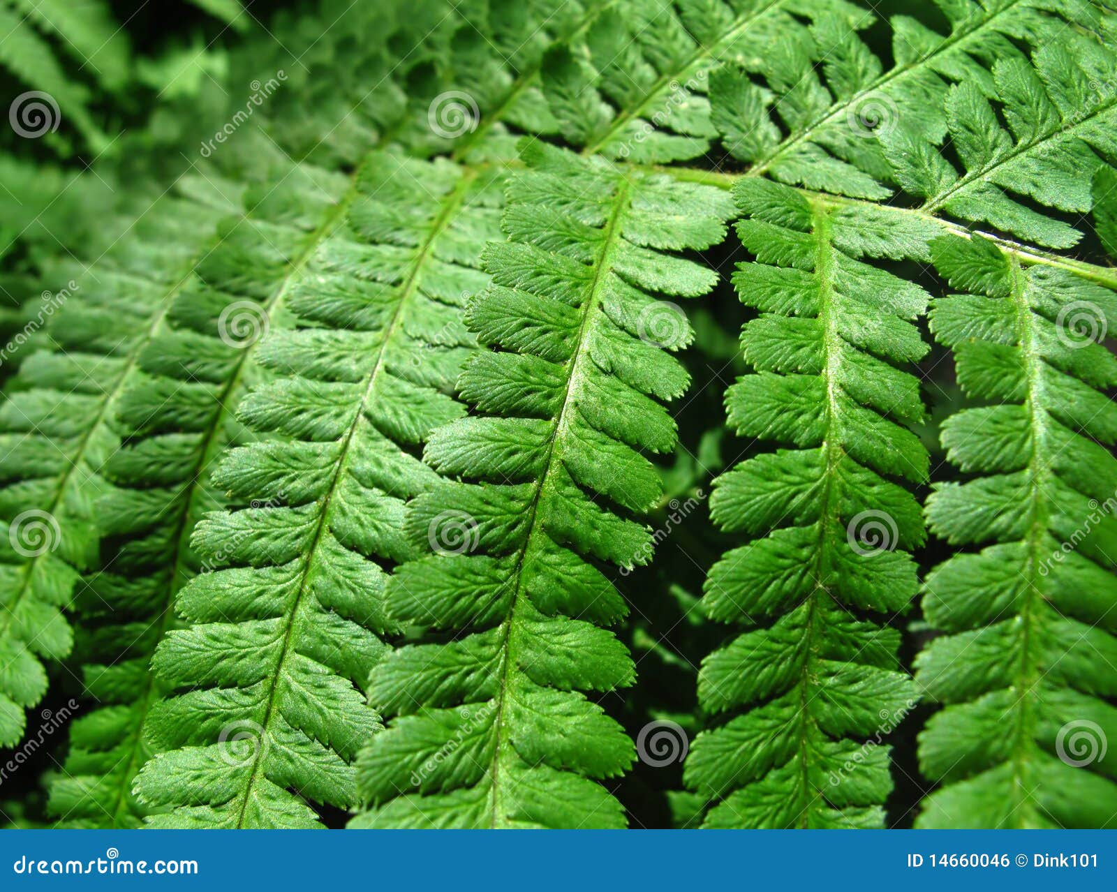 Green Fern Leafs Background Stock Photo - Image of nature, leaf: 14660046