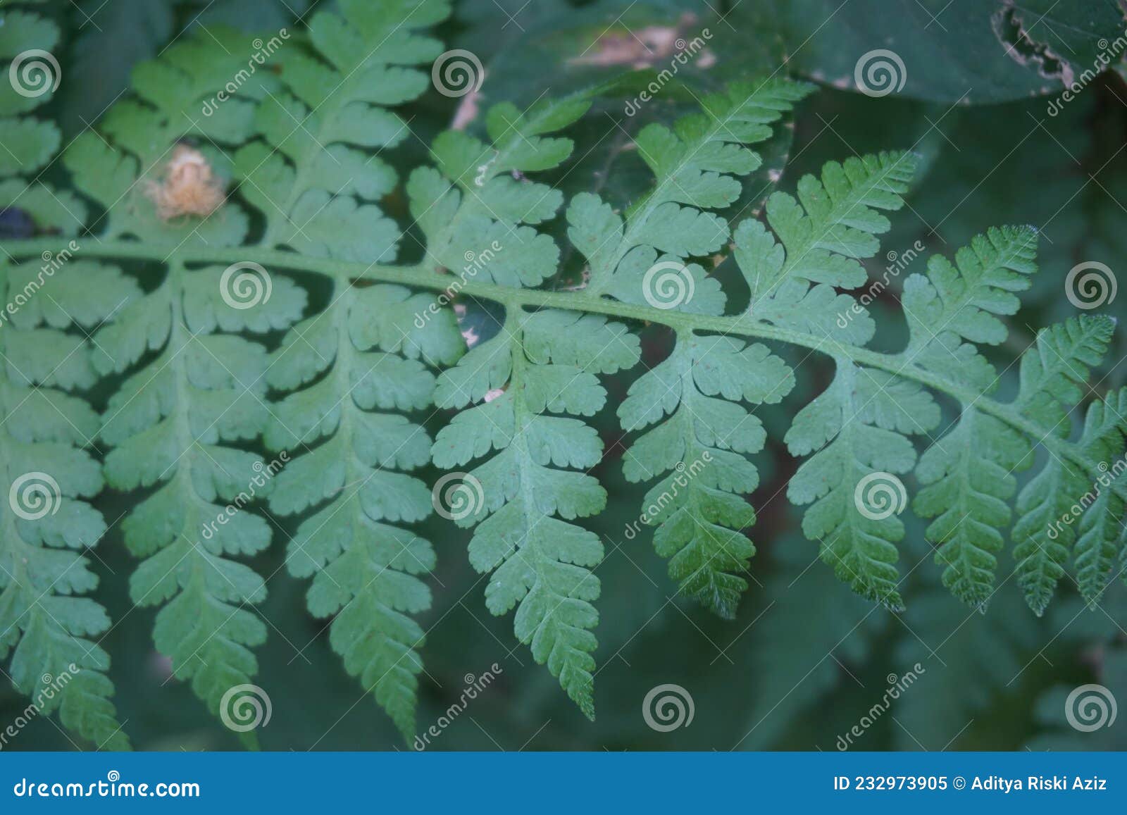 green fern with a natural background. indonesian call it pakis
