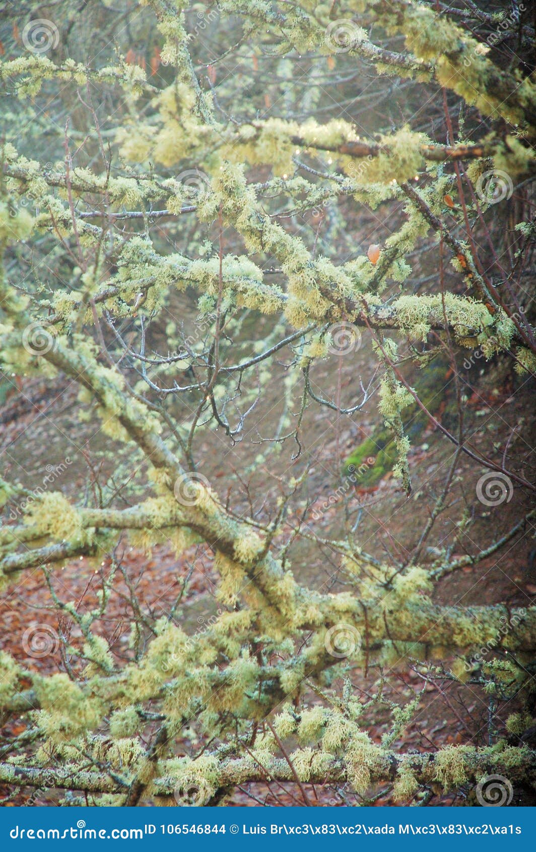 trees and branches with fern in a magic forest