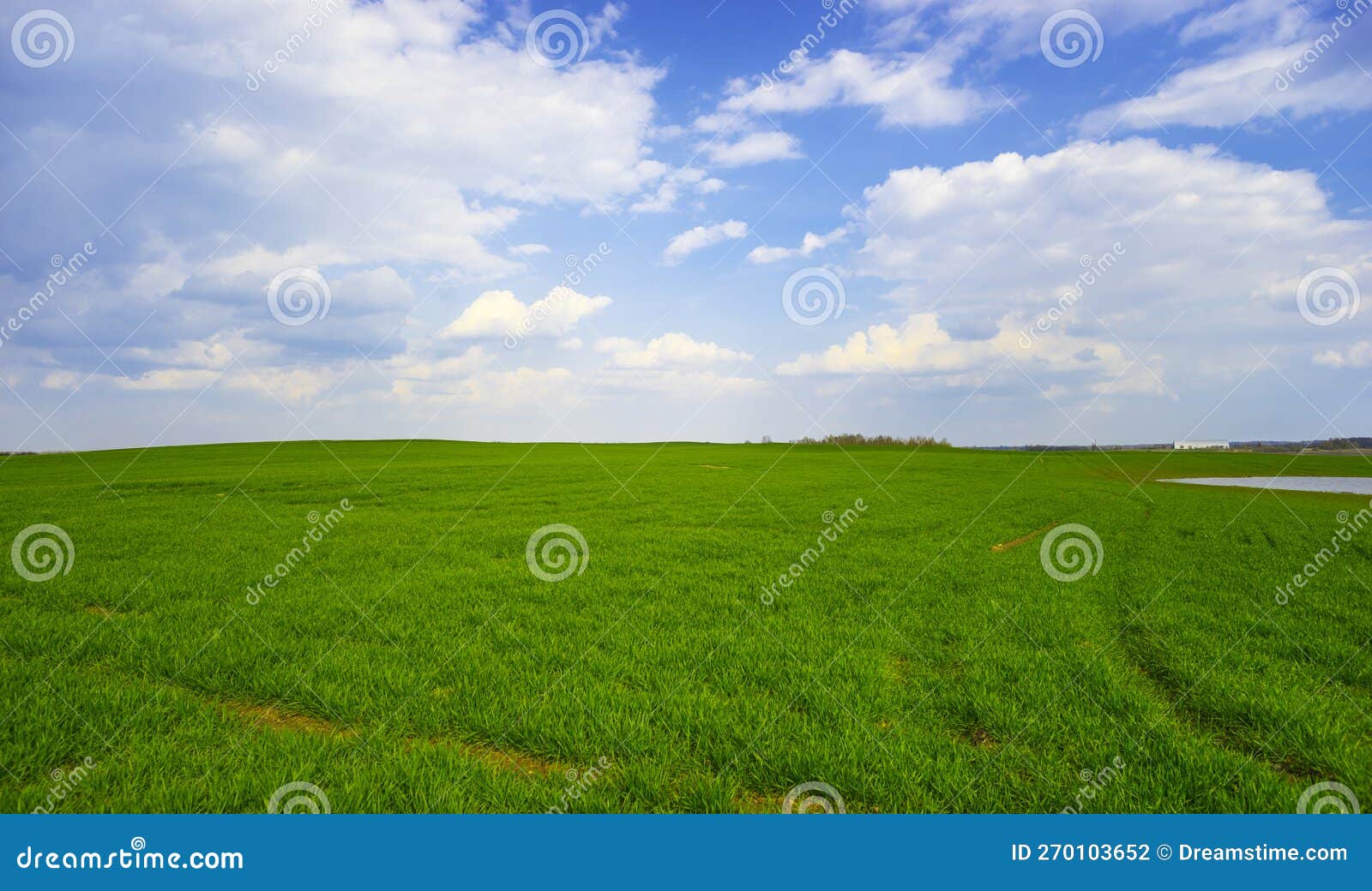 Green field and blue sky stock photo. Image of spring 270103652