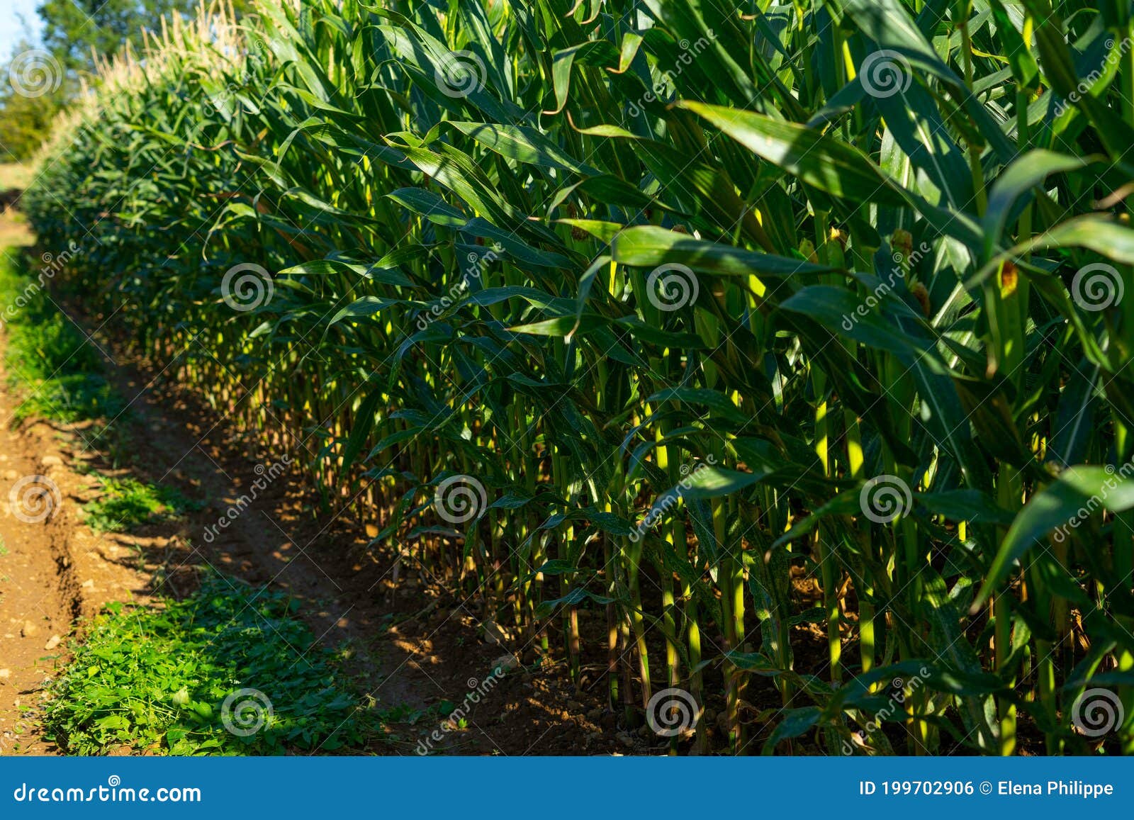 A Green Field of Corn Growing Up in the Autumne. Rows of Fresh Unpicked