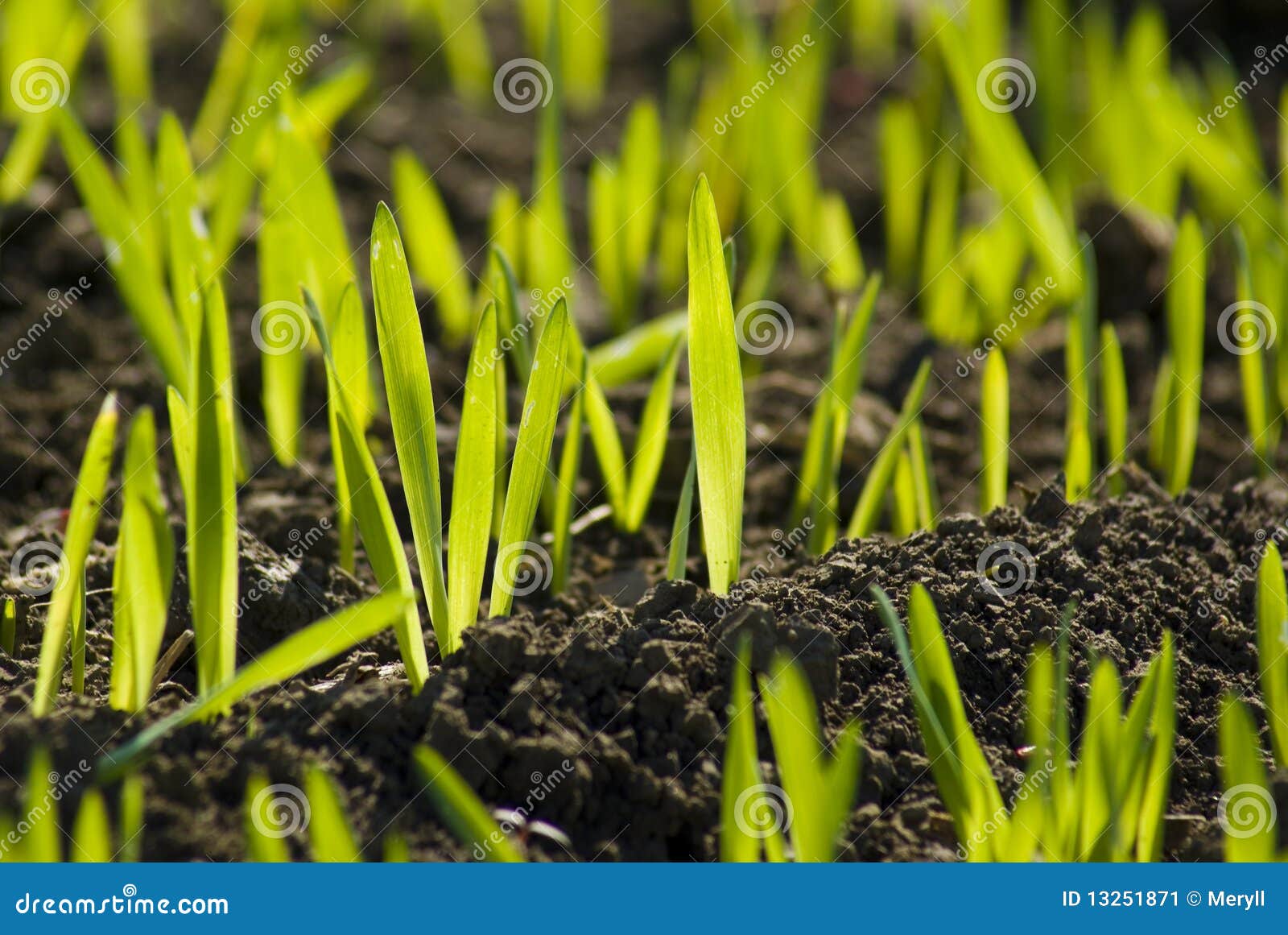 Green field grain growing stock image. Image of earth 13251871