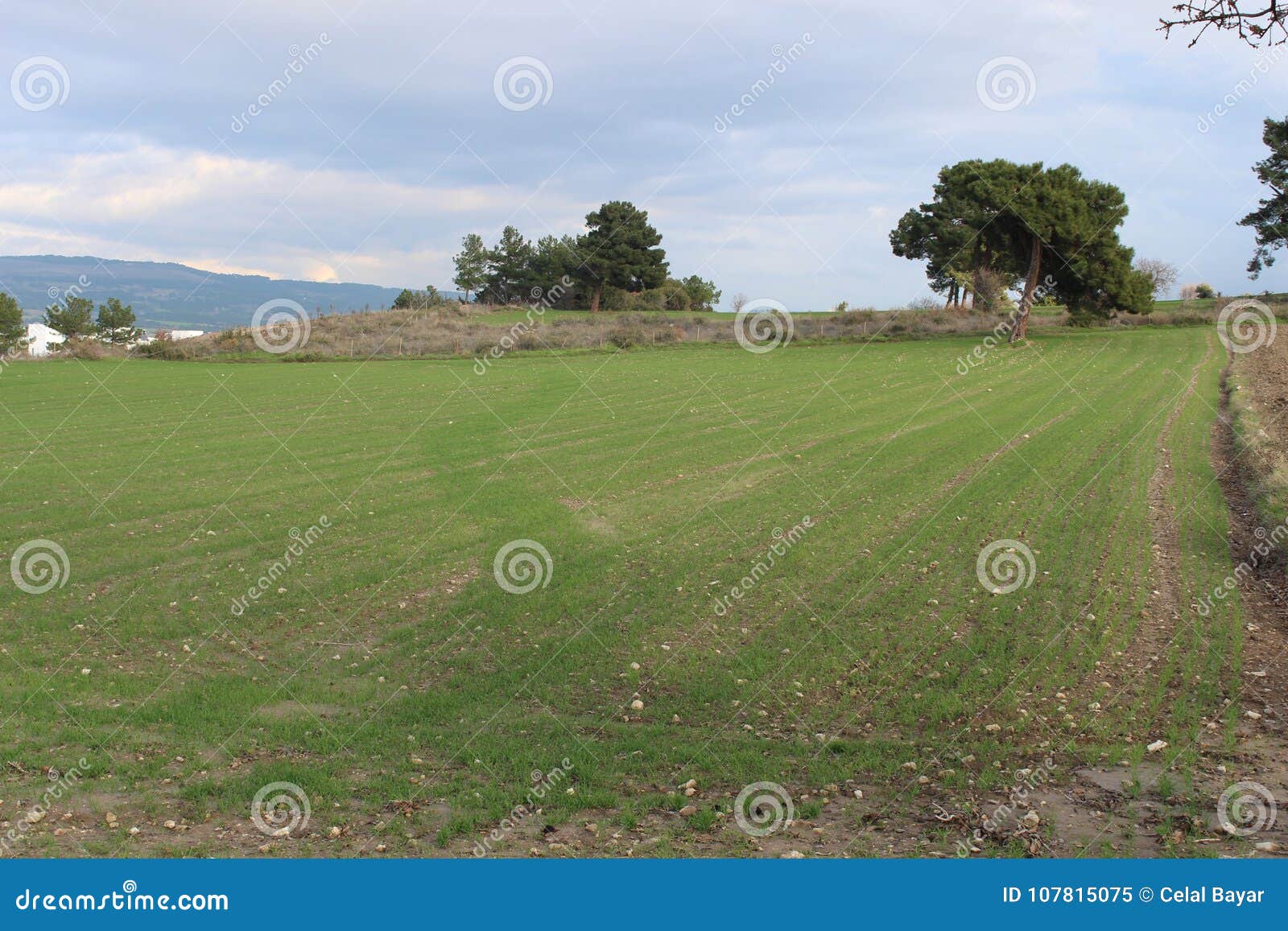 green field and lonely tree