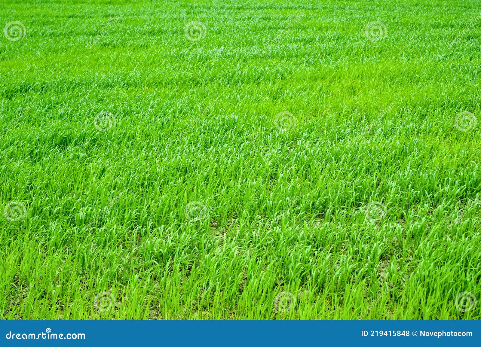 Green Field. Perspective of Green Grass. Grass Background. Classic Natural  Texture for Editing and Design. Climate Change and Stock Photo - Image of  lifestyle, meadow: 219415848