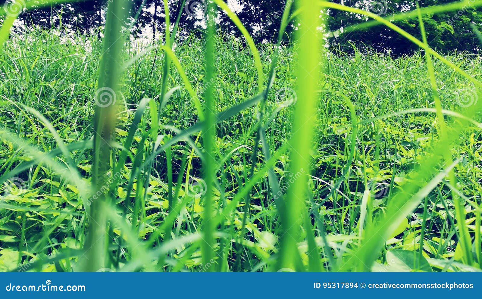 Green Field Picture. Image 95317894