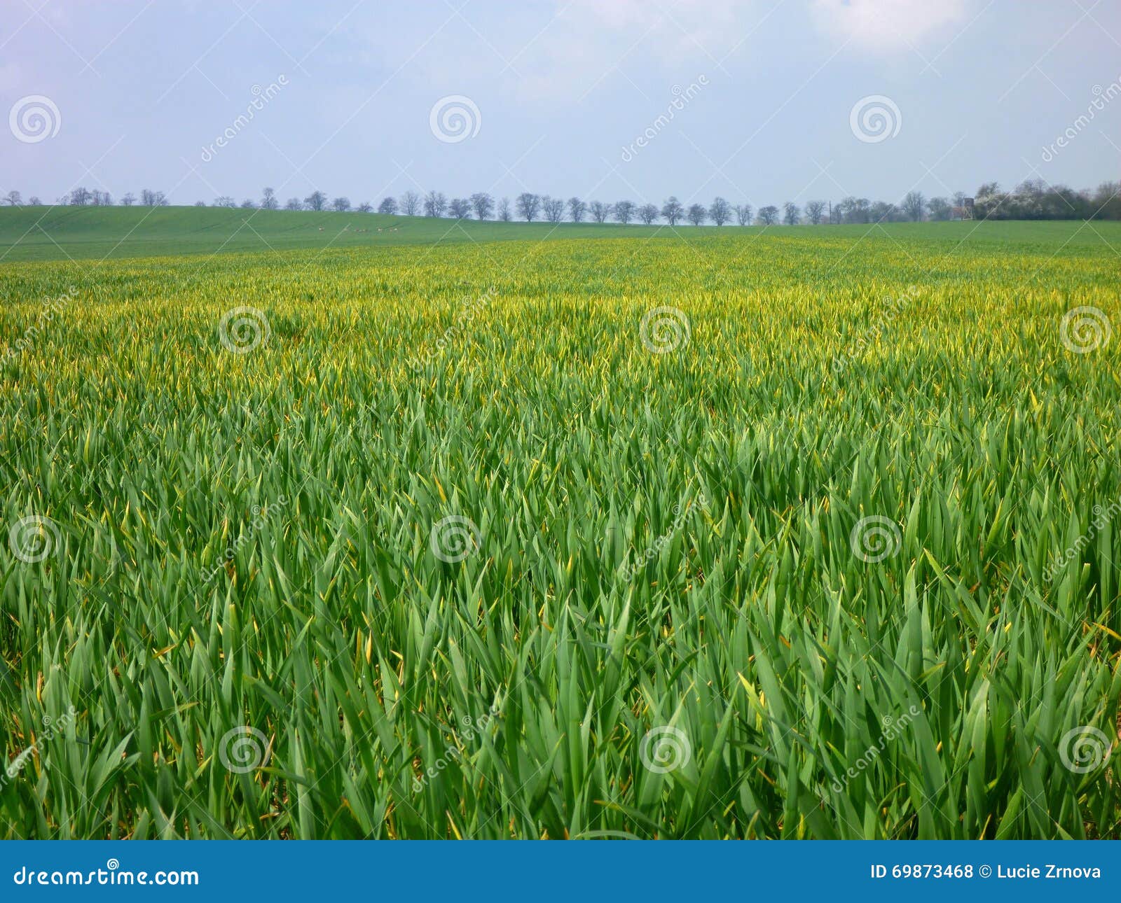 Green Field in the Sunny Spring Weather Stock Photo Image of farm