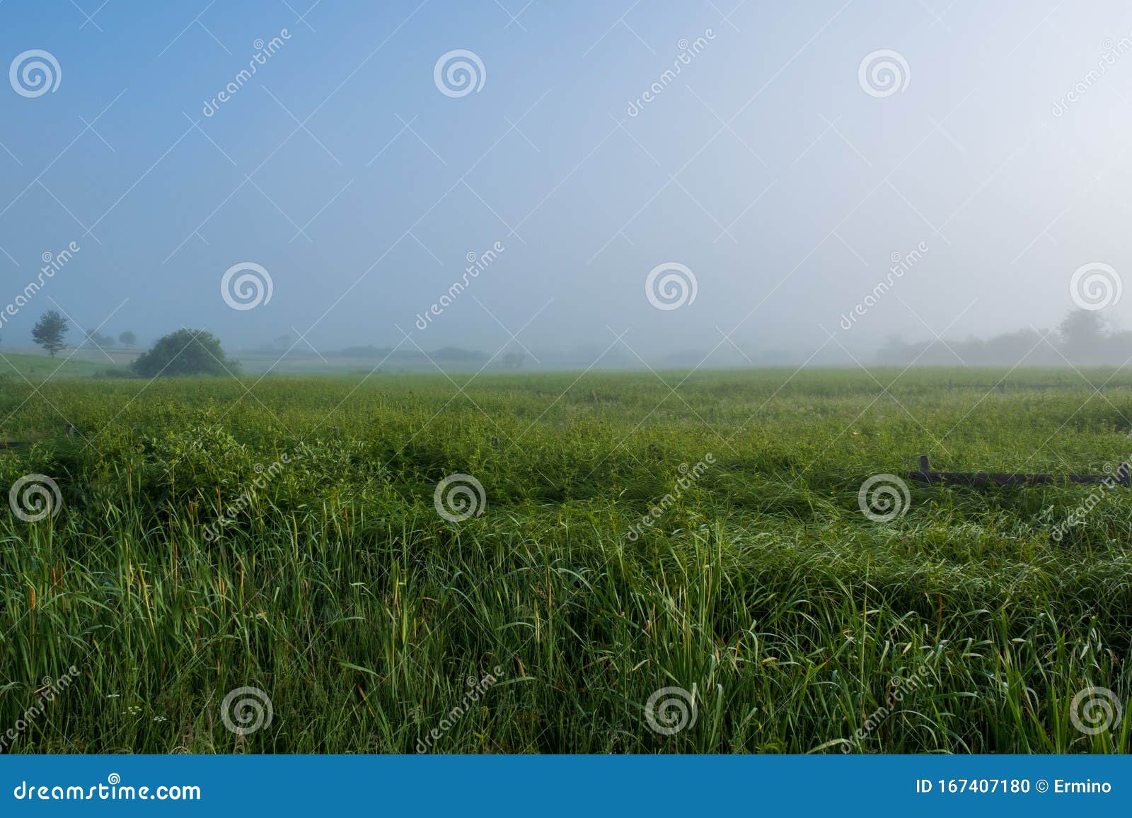 green field with tall grass in the early morning with drops of dew and fog