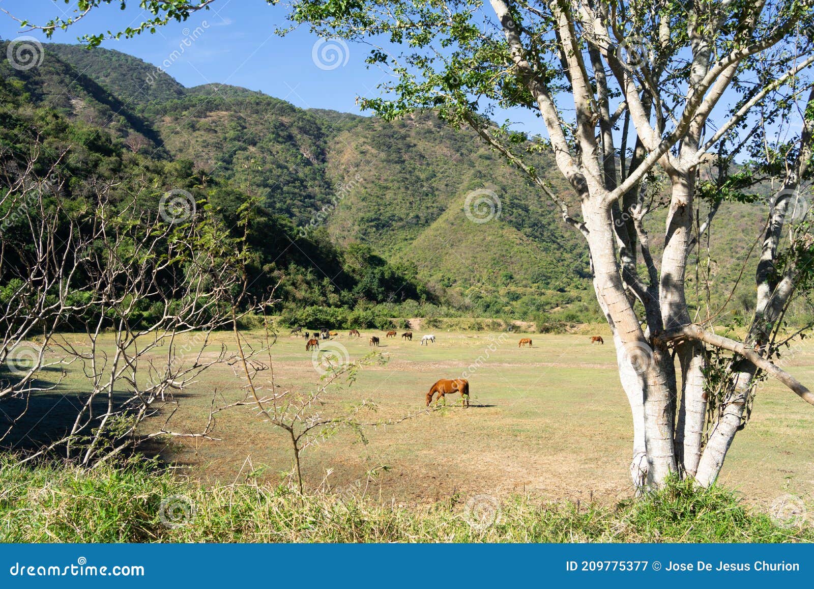 in the green field there are many horses that are grazing.