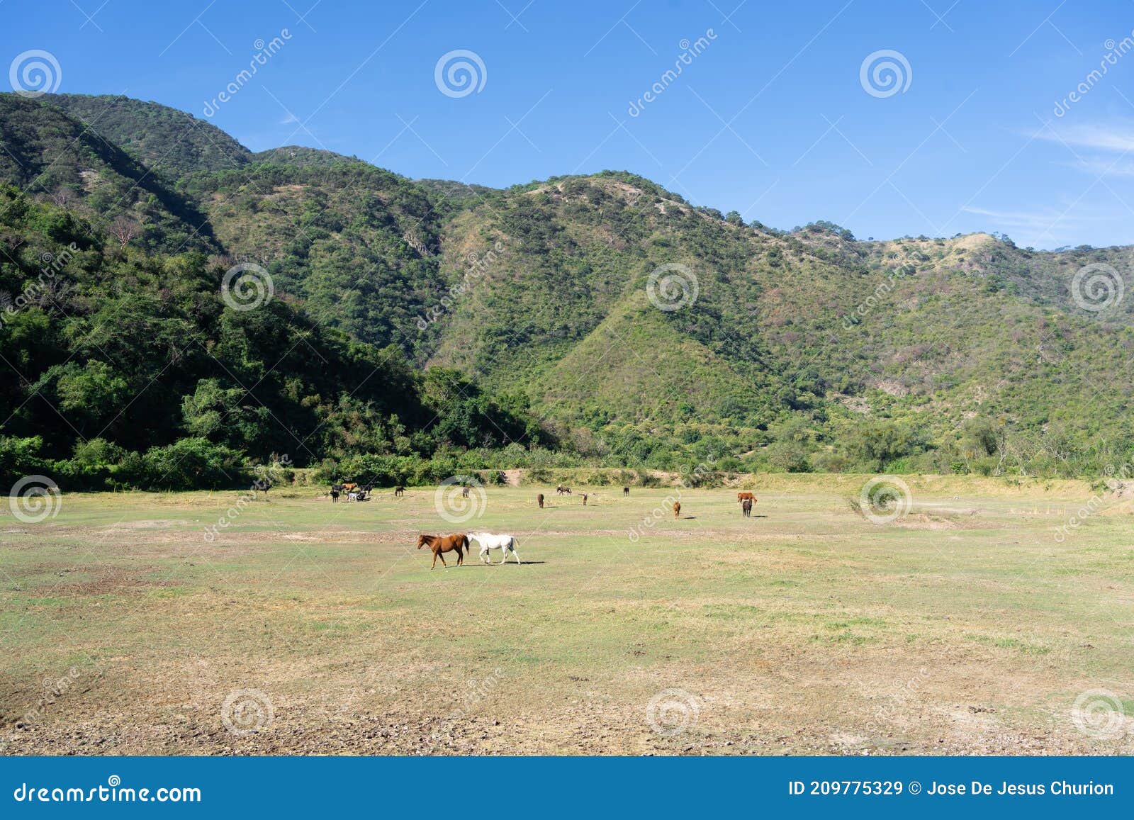 in the green field there are many horses.