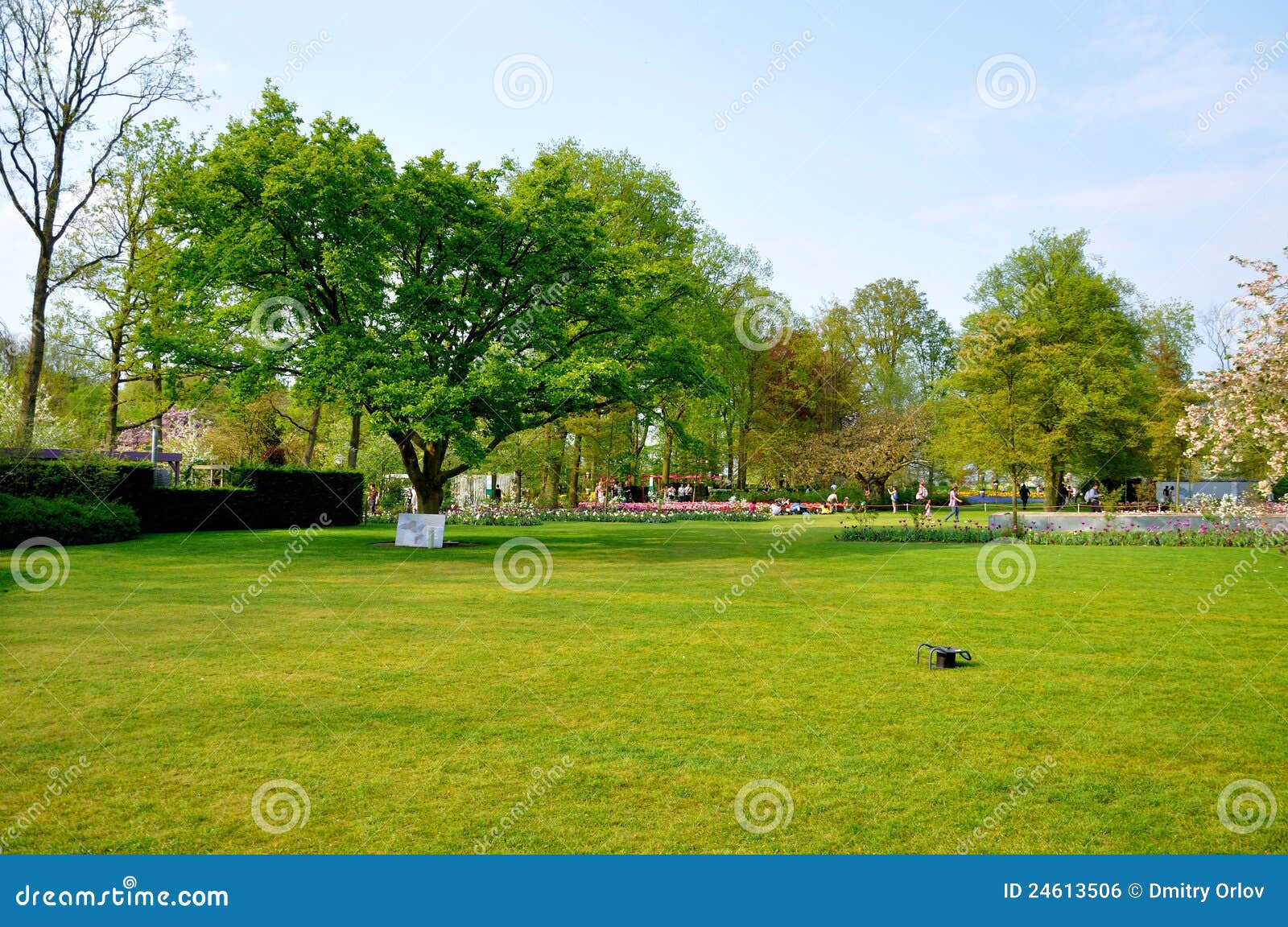 Green Field with a Tree in Keukenhof Park Stock Photo - Image of branch ...