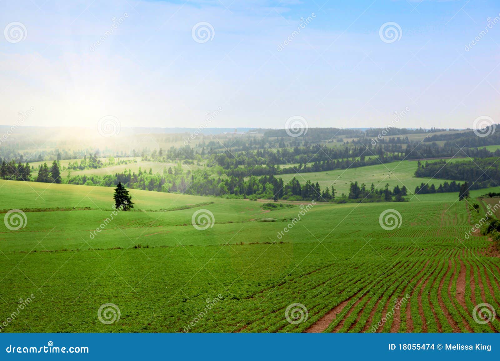 Green fields stock photo. Image of green, horizon, daytime - 18055474