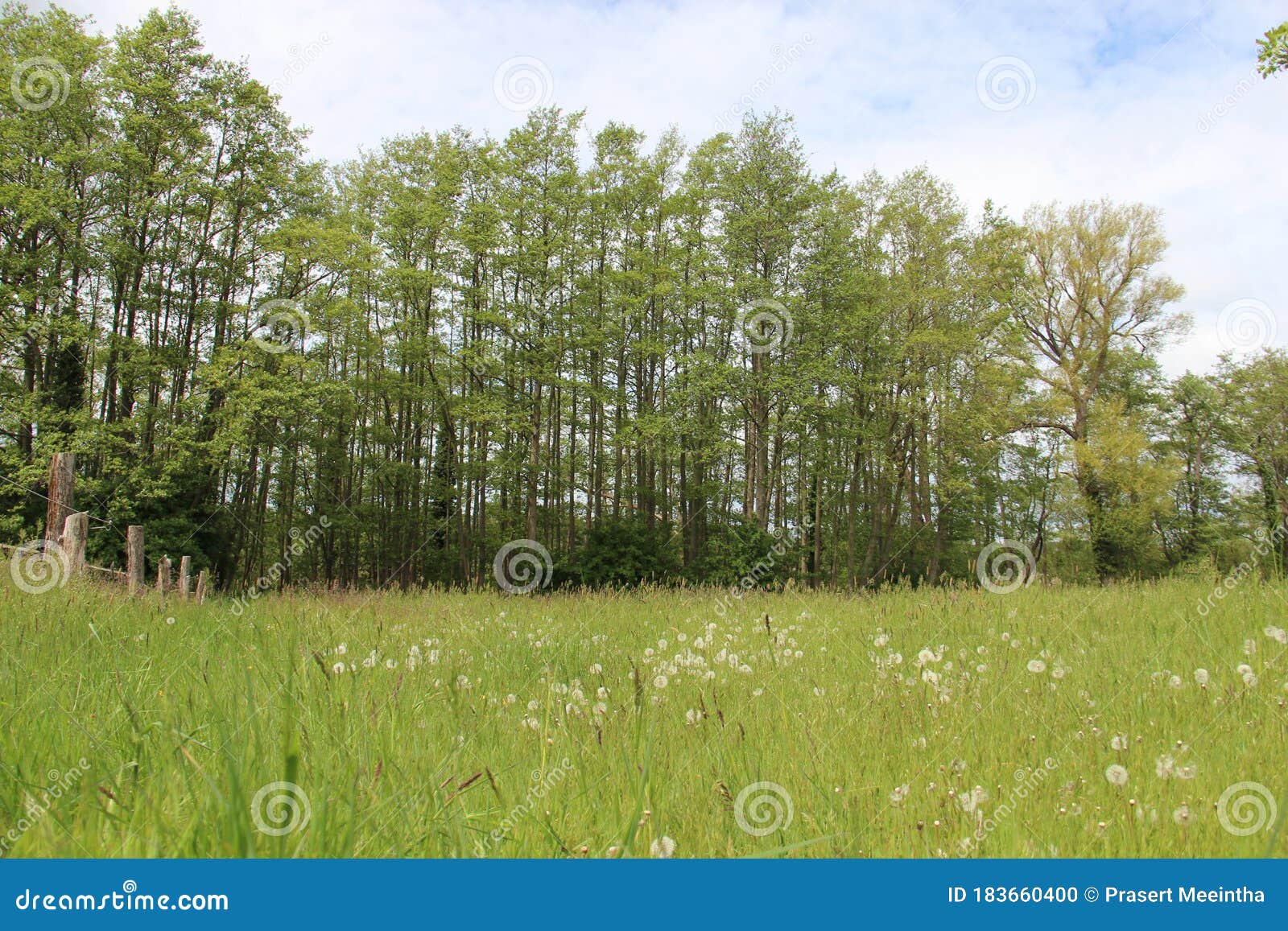 Meadows stock photo. Image of colors, mead, meadows 183660400