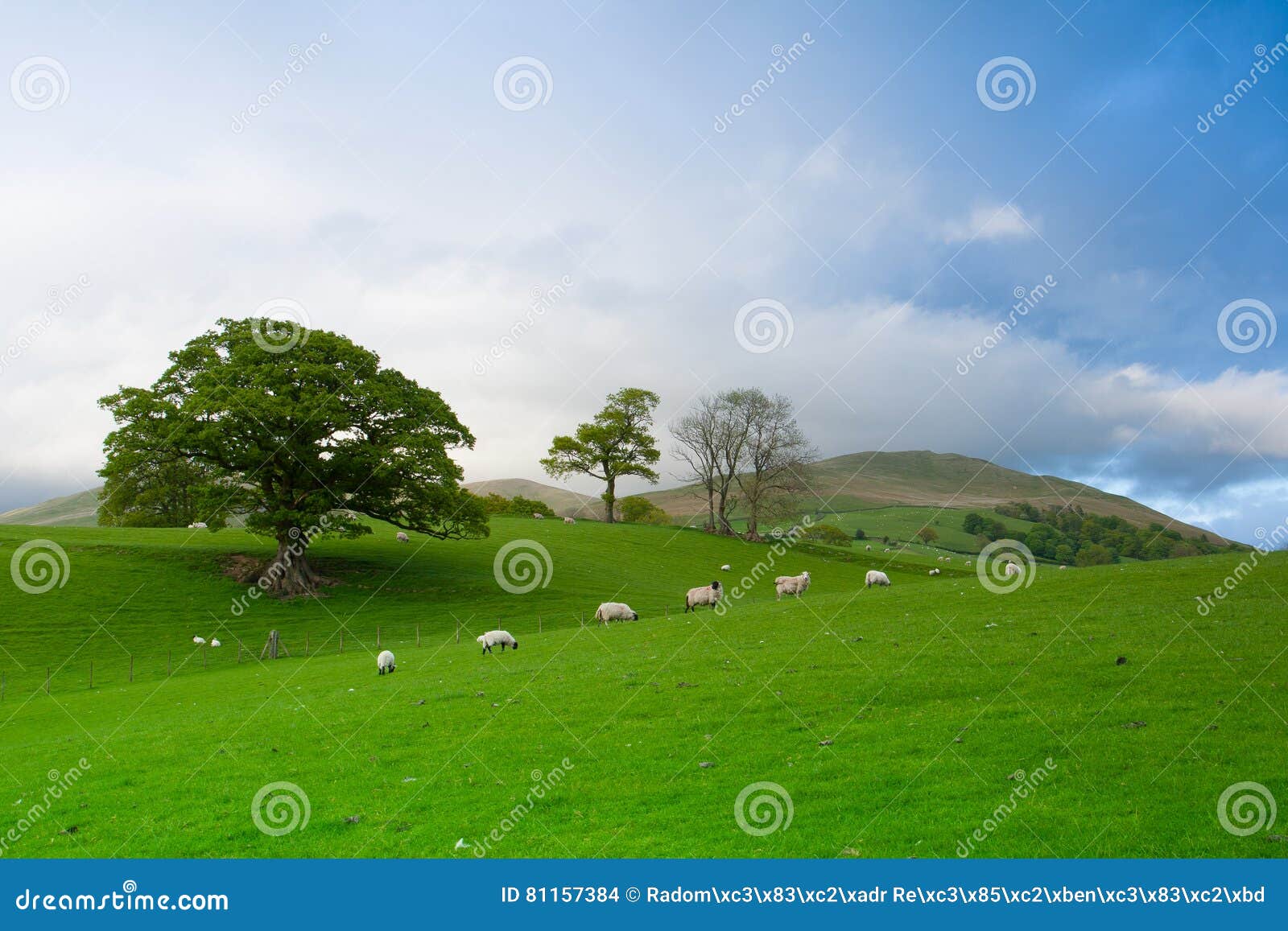 green fields in the english countryside with grazing sheep. england