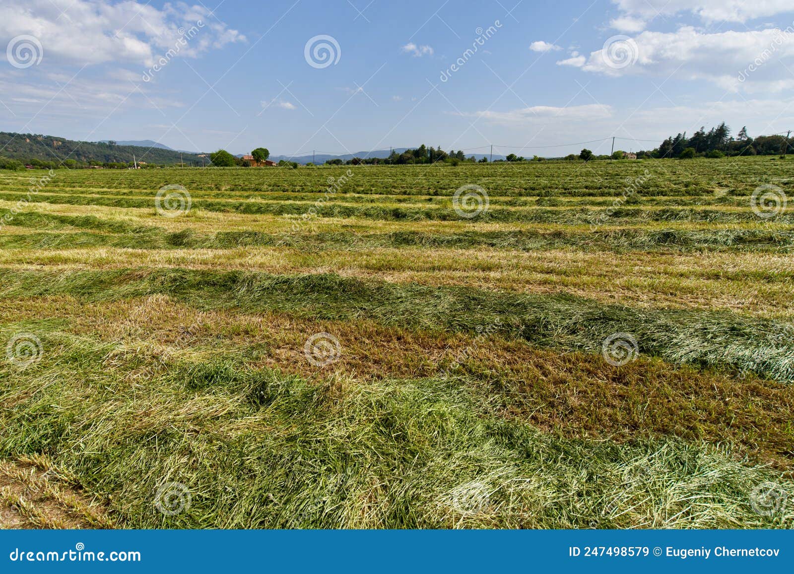 Green Fields with Grass and Hay Cut Ready To Be Harvested Stock Image