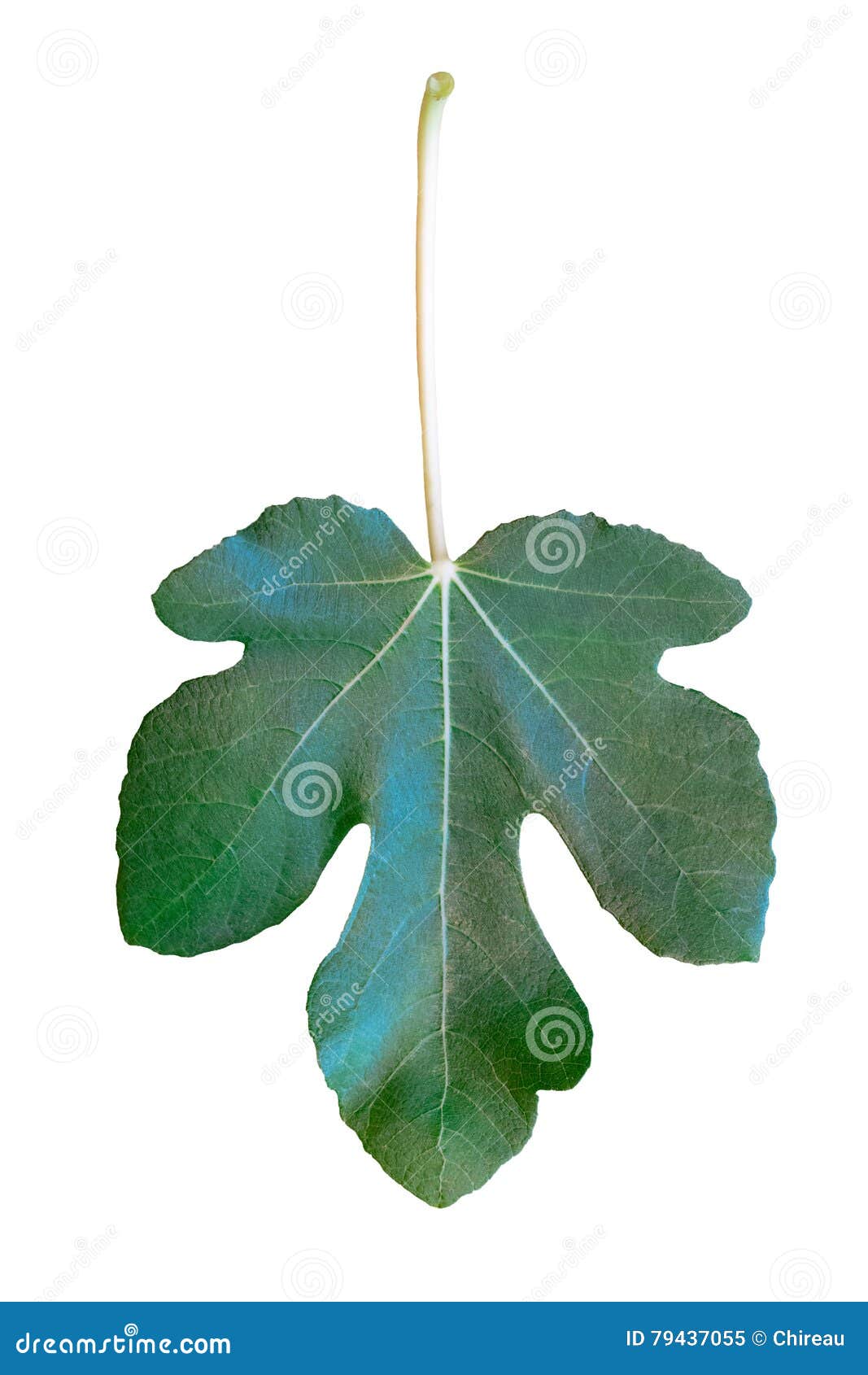 Green Fig Leaf Isolated on the White Background Stock Image Image of