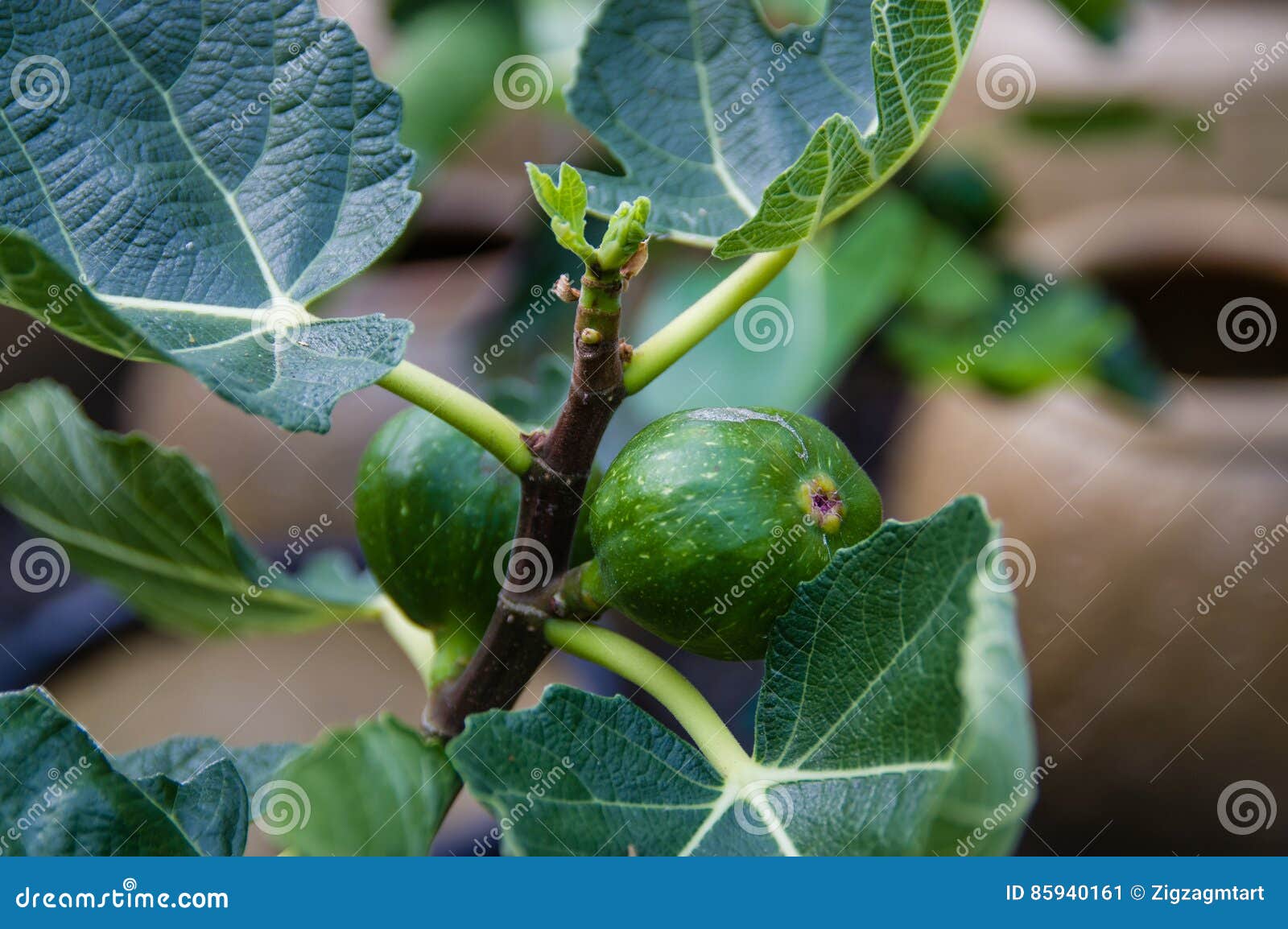 Green figs on a bush stock image. Image of nutrition 85940161