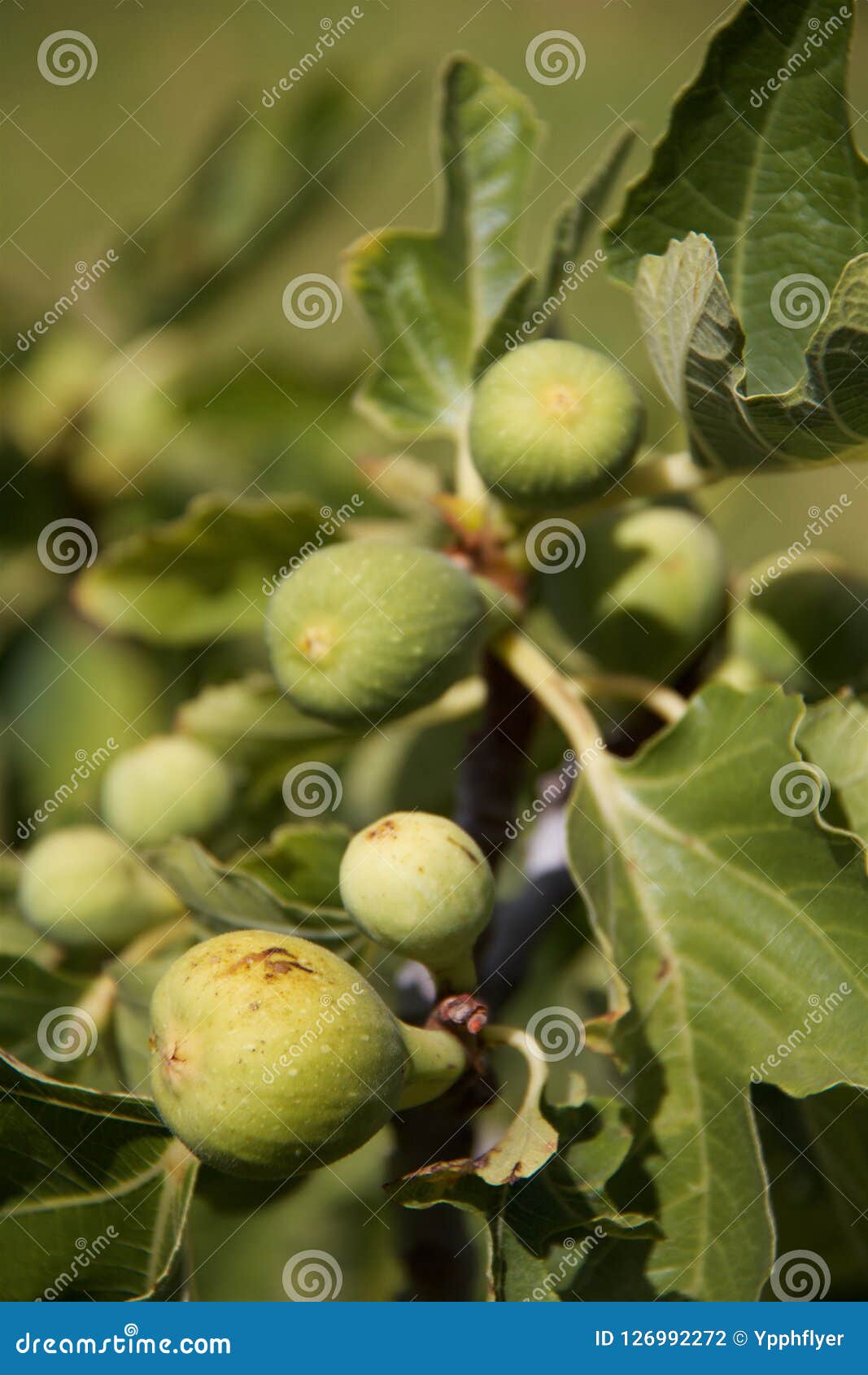 Figs on tree stock photo. Image of natural, plant, organic 126992272