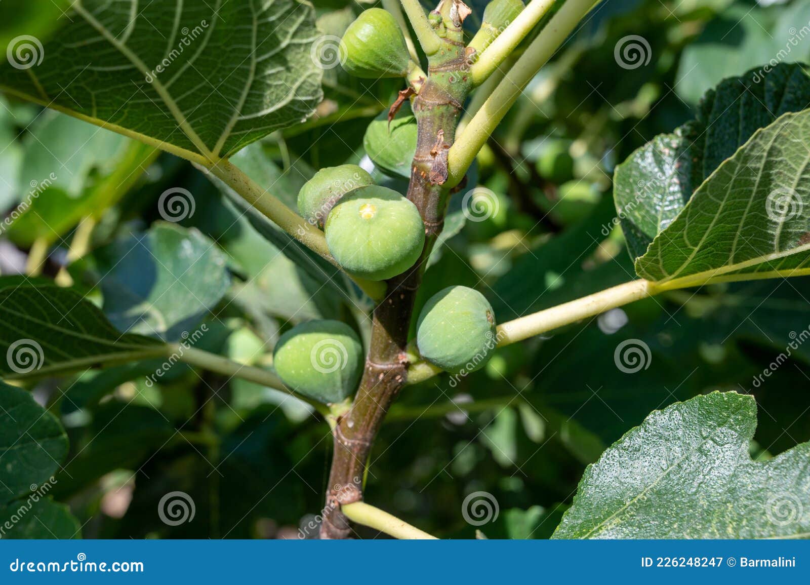 Green Figs Fruits Growing on Fig Tree in Summer Stock Image Image of
