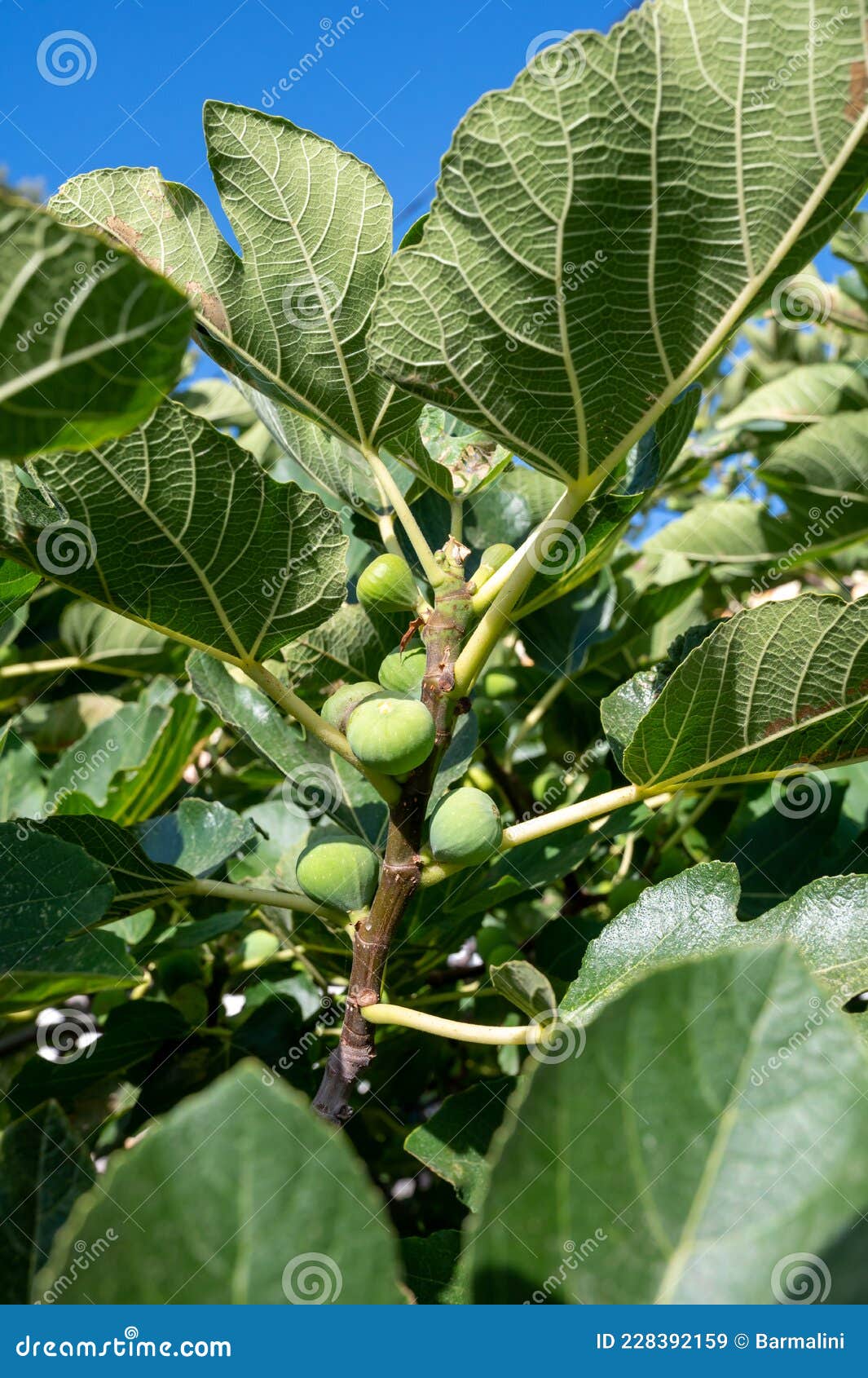 Green Figs Fruits Growing on Fig Tree in Summer Stock Image Image of