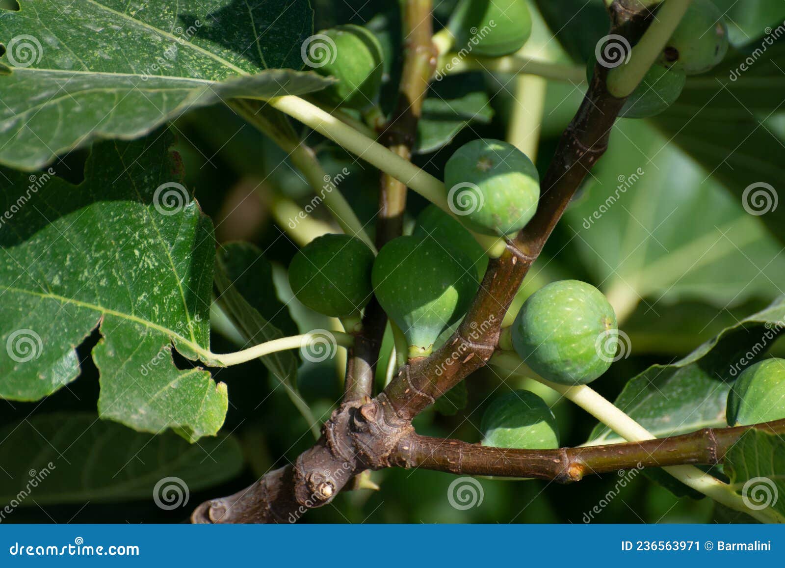 Green Figs Fruits Growing on Fig Tree in Summer Stock Image Image of