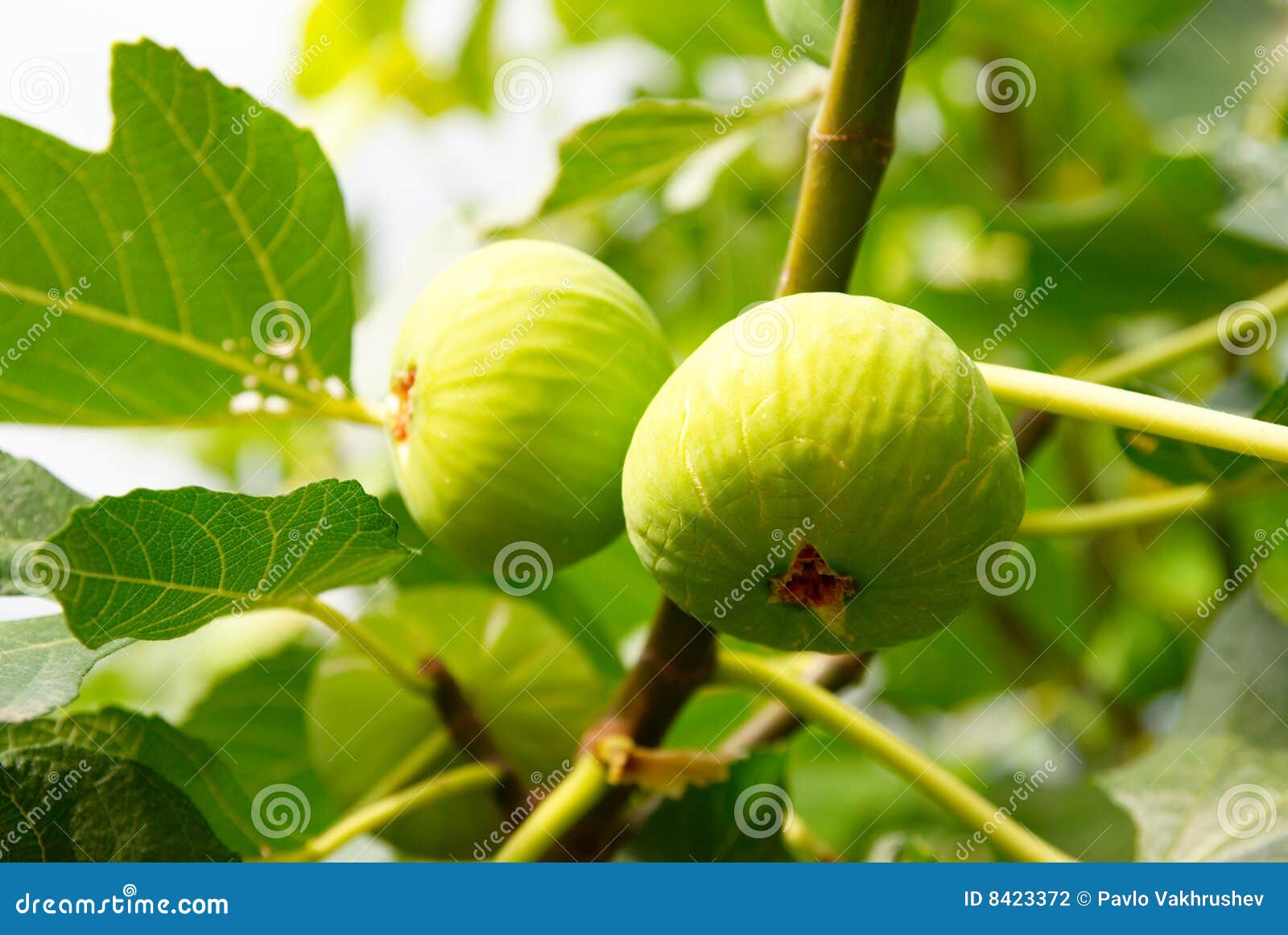 Green figs on the tree. stock photo. Image of appetizer 8423372