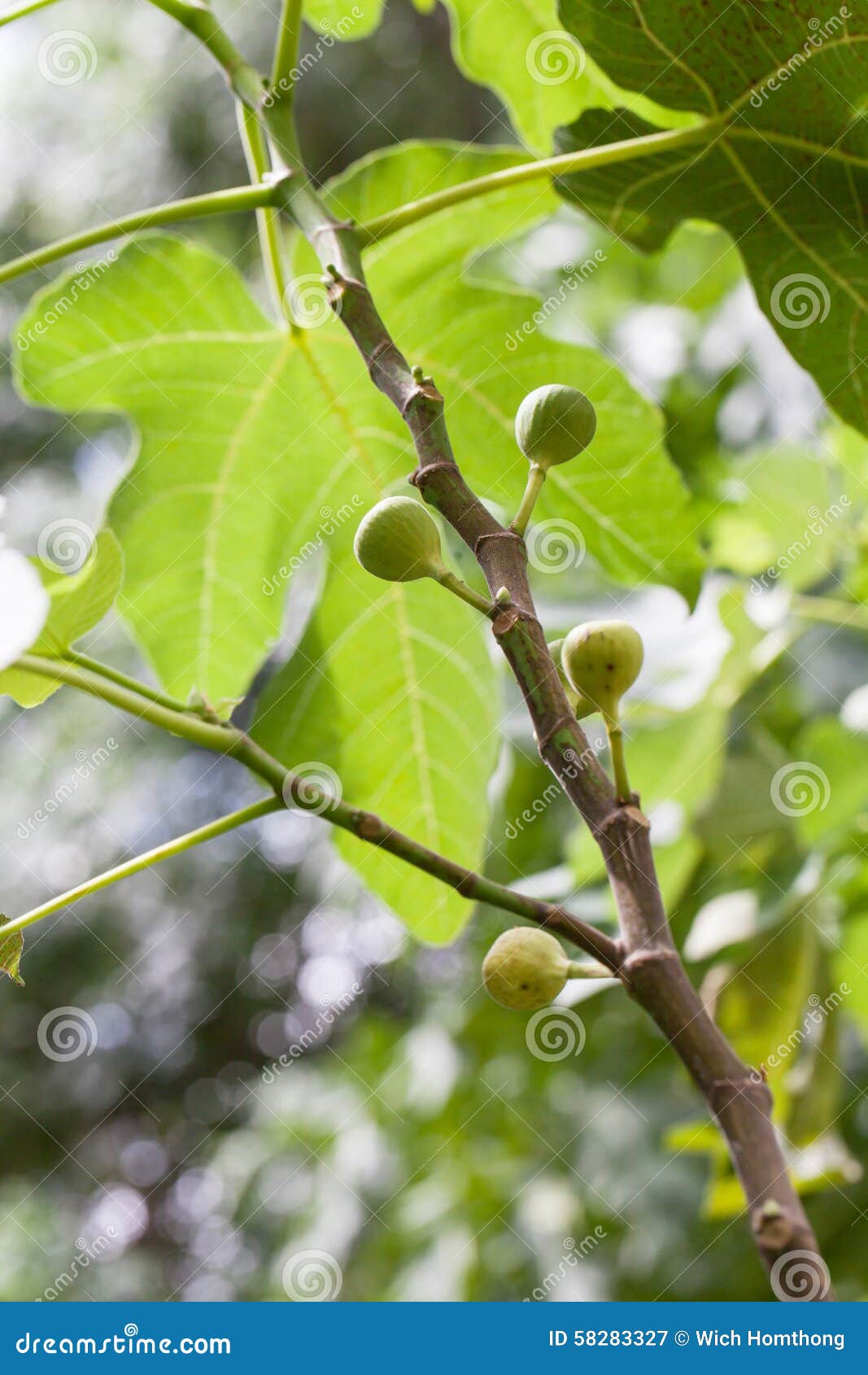 Green figs tree stock image. Image of grow, bokeh, leaves 58283327