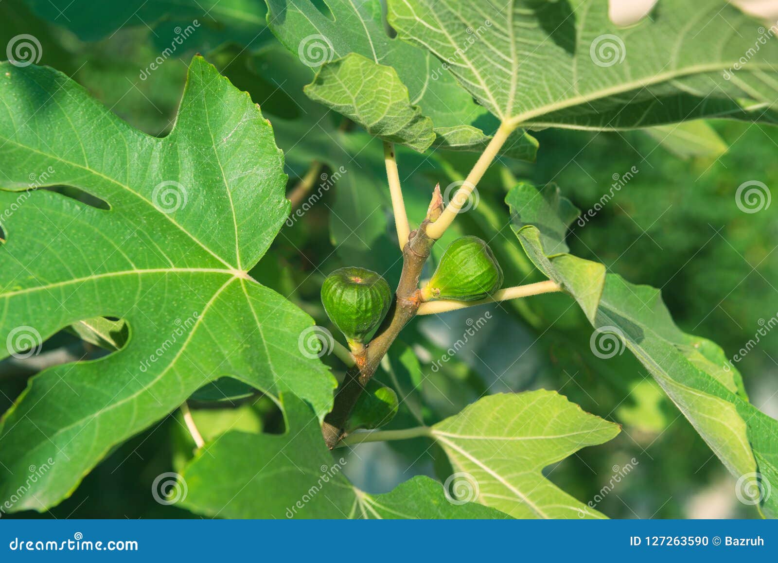 Green figs on the tree stock photo. Image of growing 127263590