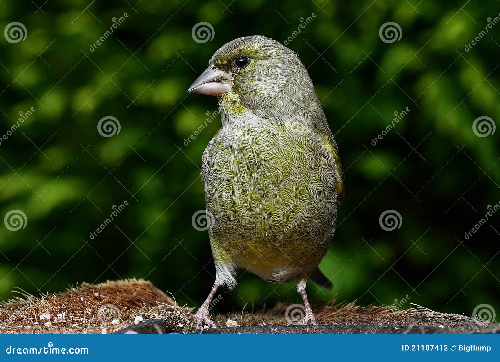 Green Finch stock photo. Image of finches, nature, green 21107412