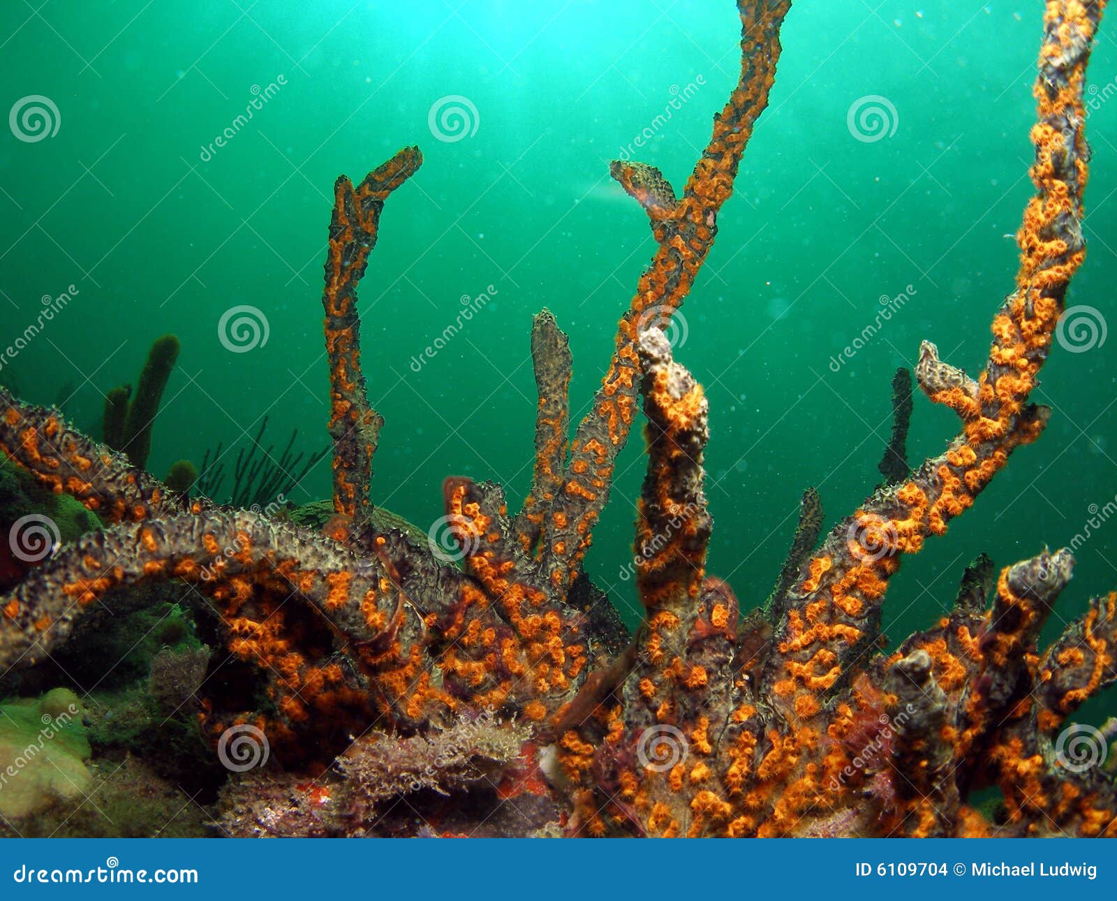 Green Finger Sponge With A Touch Of Gold Picture. Image 6109704