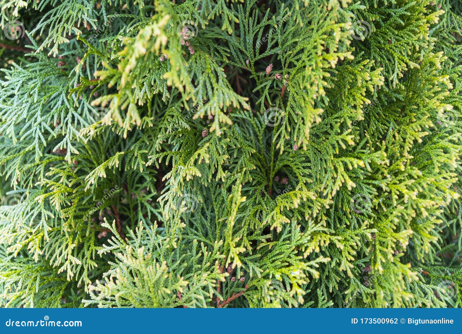 Download Green Fir Tree Branch With Drops Of Water Frame Of Pine Needles Evergreen Pine Tree Branch Close Up Christmas Mockup With Fir B Stock Photo Image Of Lush Forest 173500962