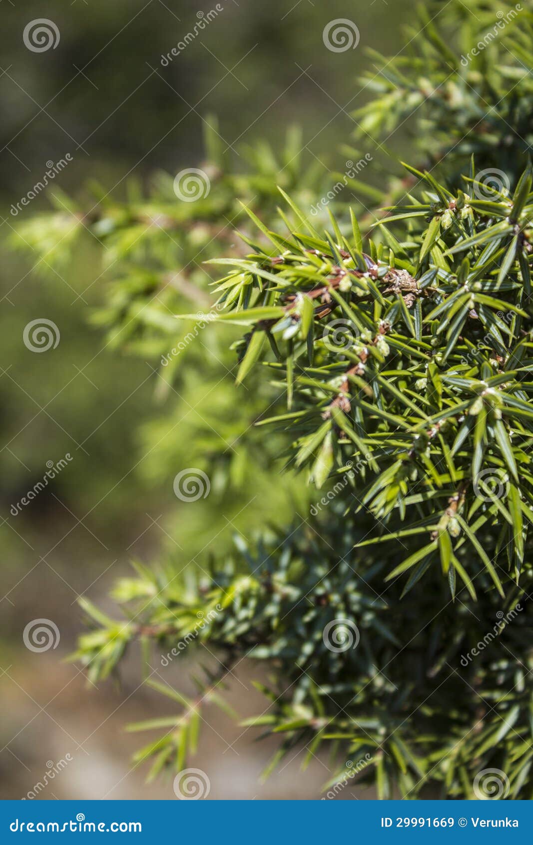 Fir tree branches stock image. Image of raindrops, foliage 29991669