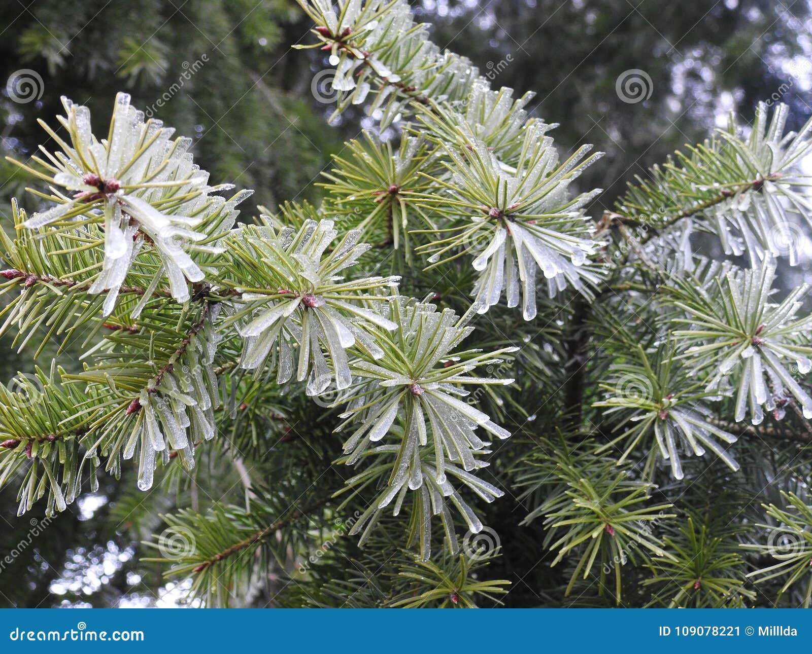 Nice Fir Tree Branches in Frost, Lithuania Stock Image - Image of plant ...