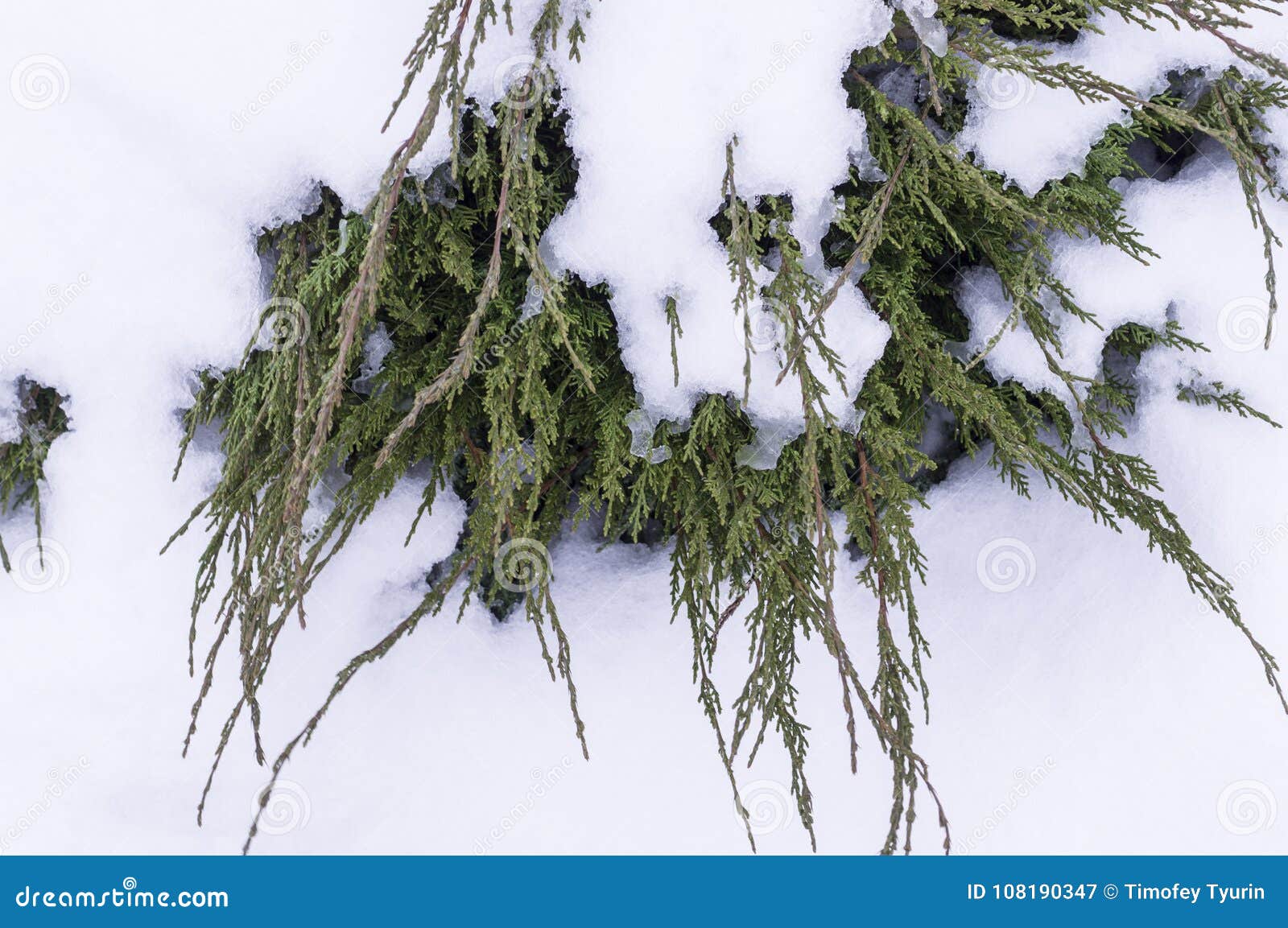 Fir tree covered in white snow background