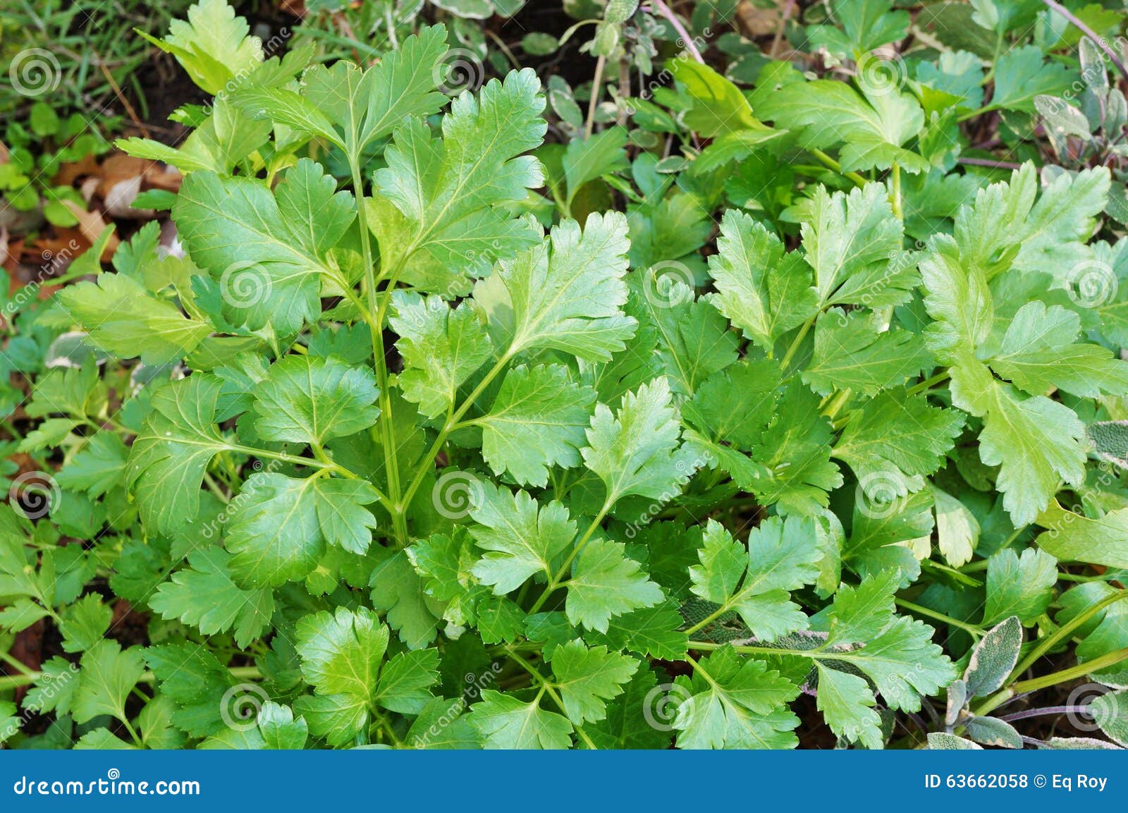 Green Flat Leaf Parsley Growing in the Garden Stock Photo Image of