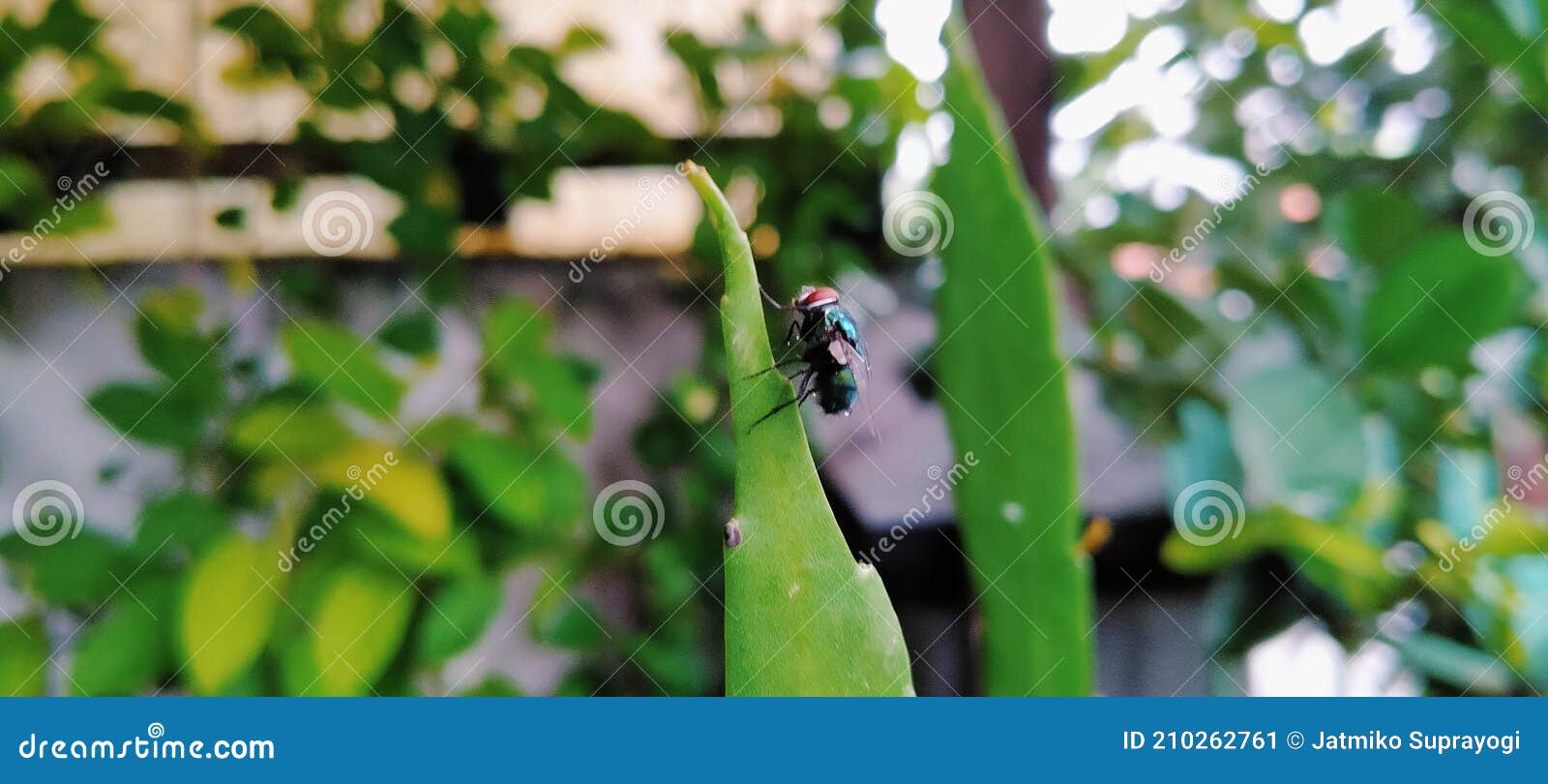 Green Flies Also Help Pollinate Plants Stock Image Image of flies
