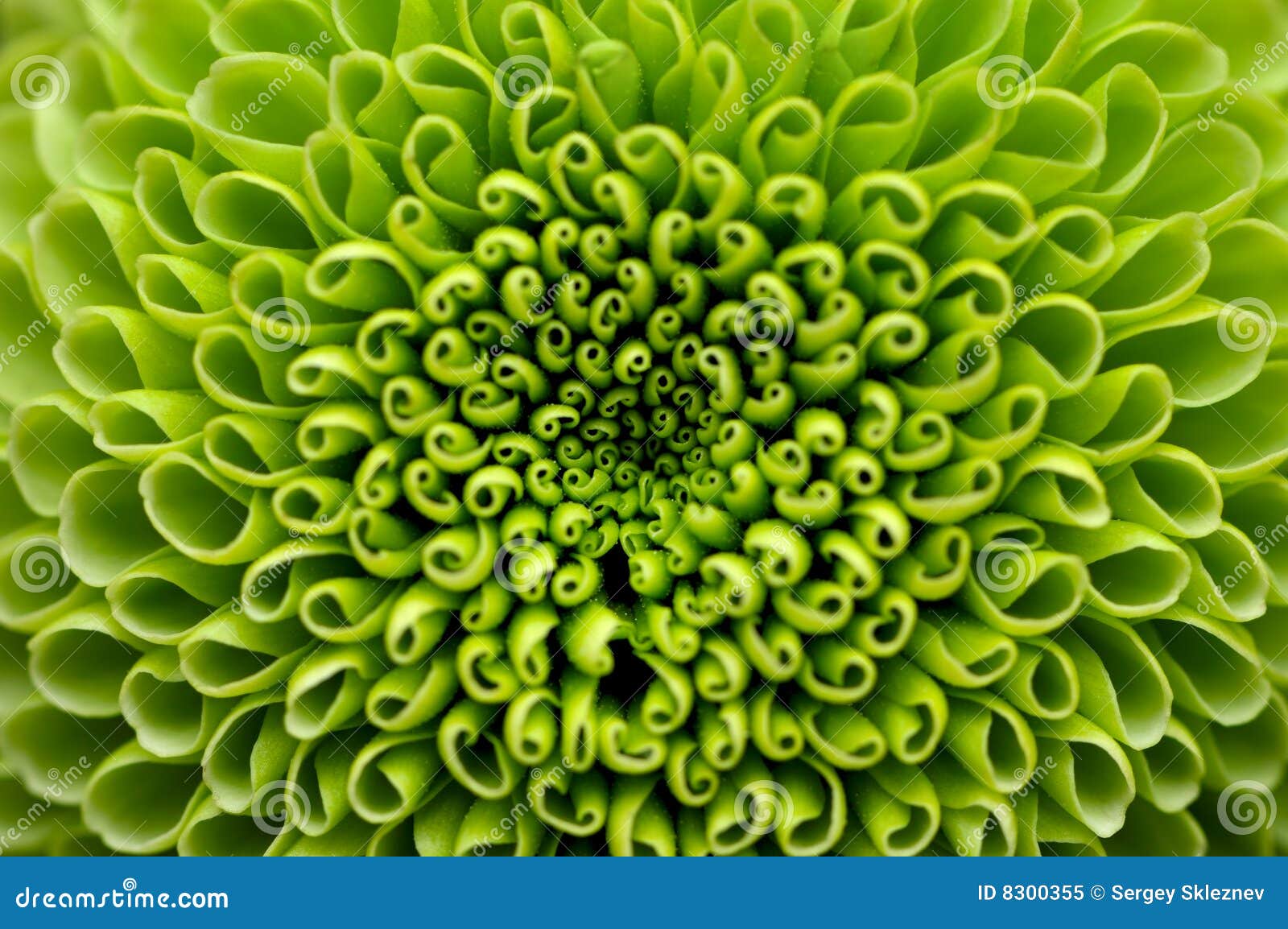 Green flower background stock image. Image of daisy, chrysanthemum