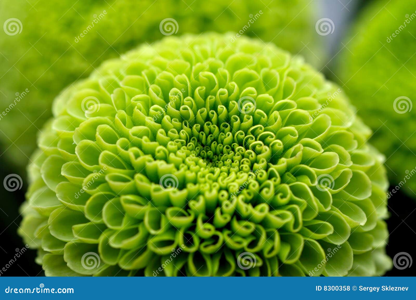 Green flower background stock photo. Image of detail, background - 8300358