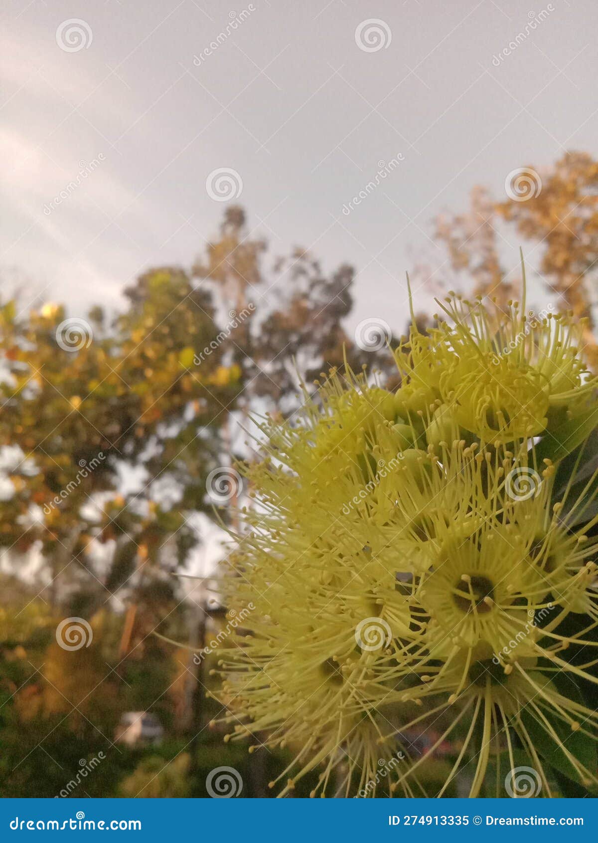 Green Flower that Blooms in the Afternoon Stock Image Image of bright