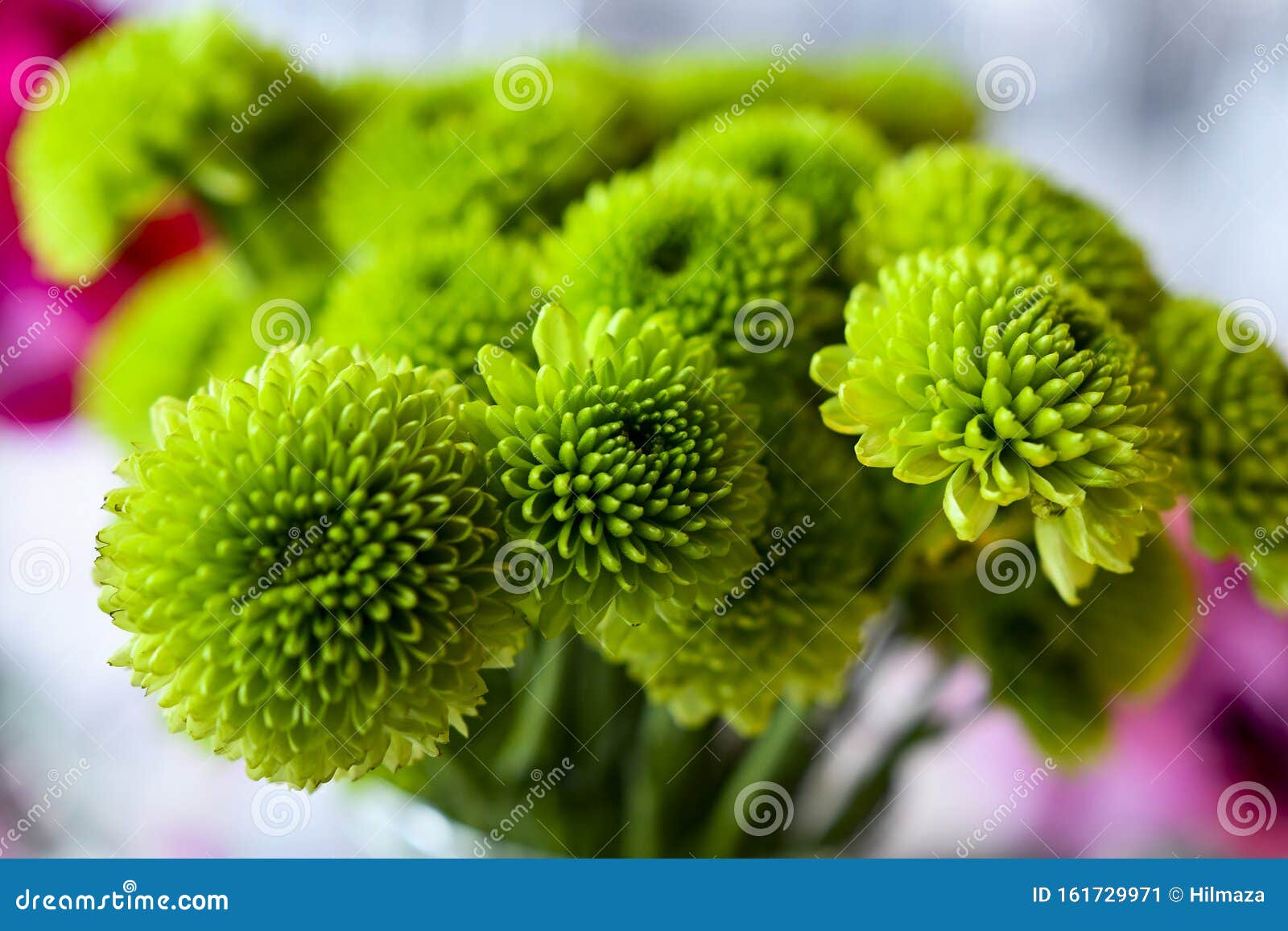 green flower detail crisantemo